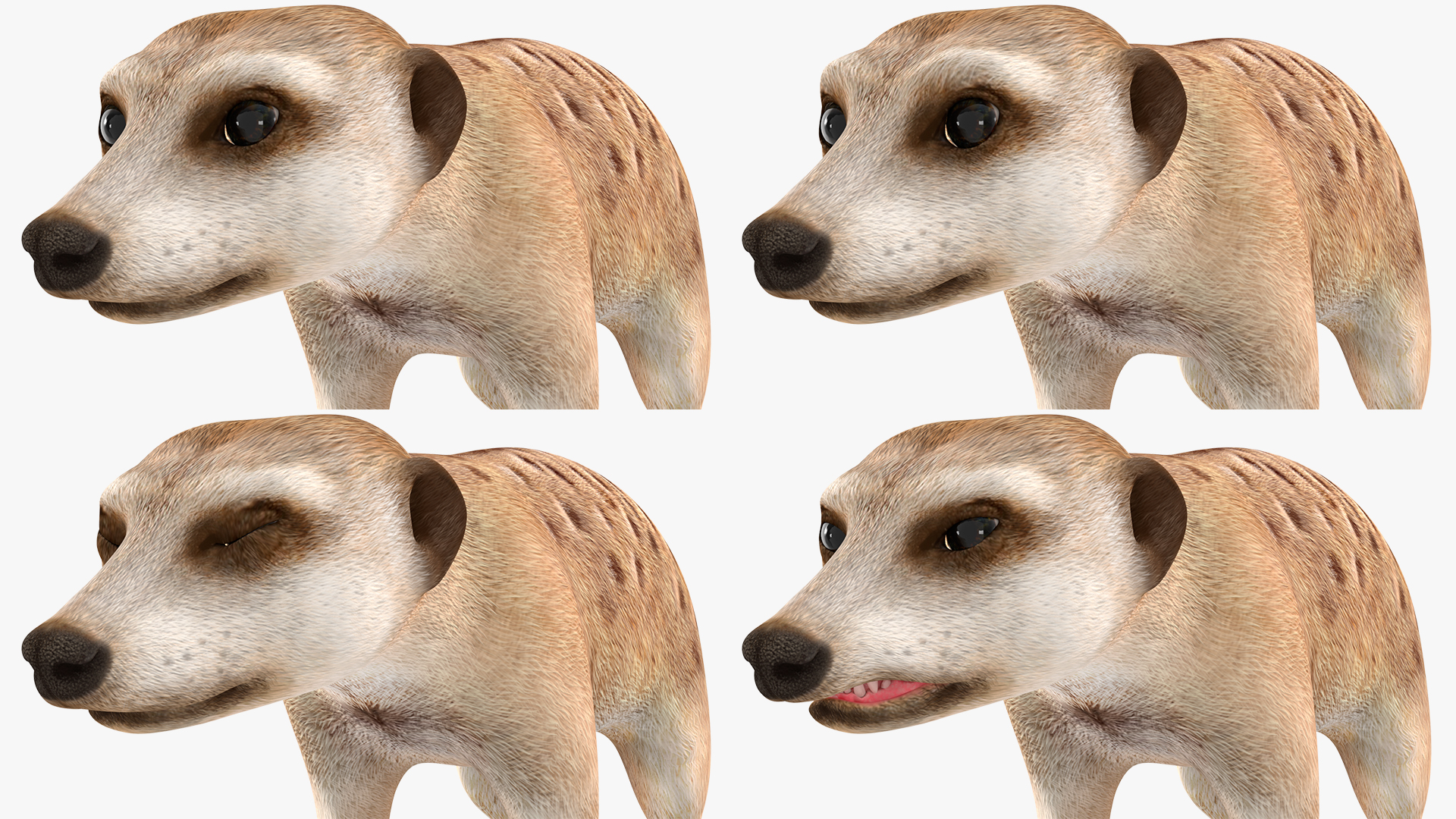 3D Meerkat Rigged for Modo model