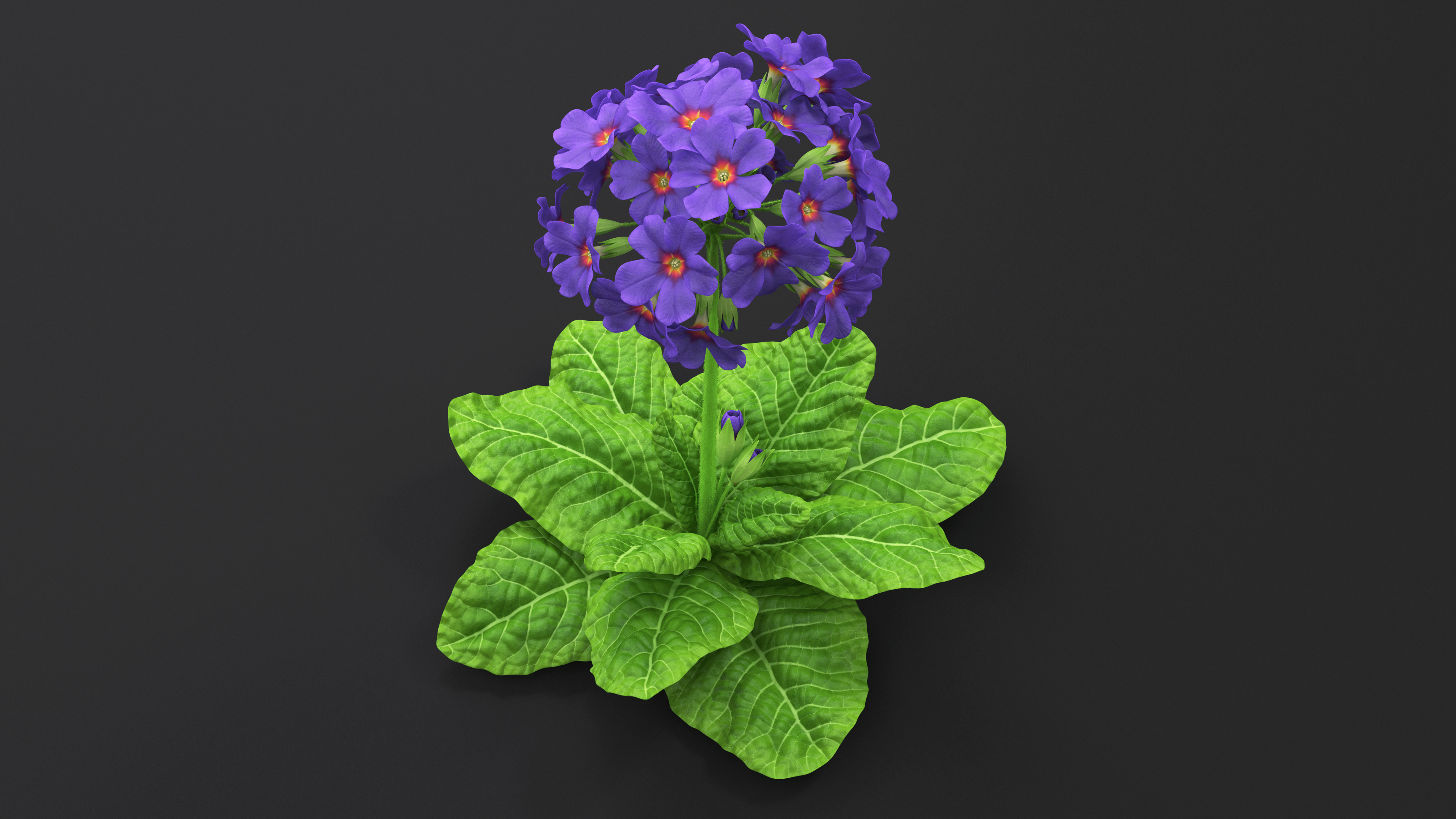 3D Purple Common Primrose Fur