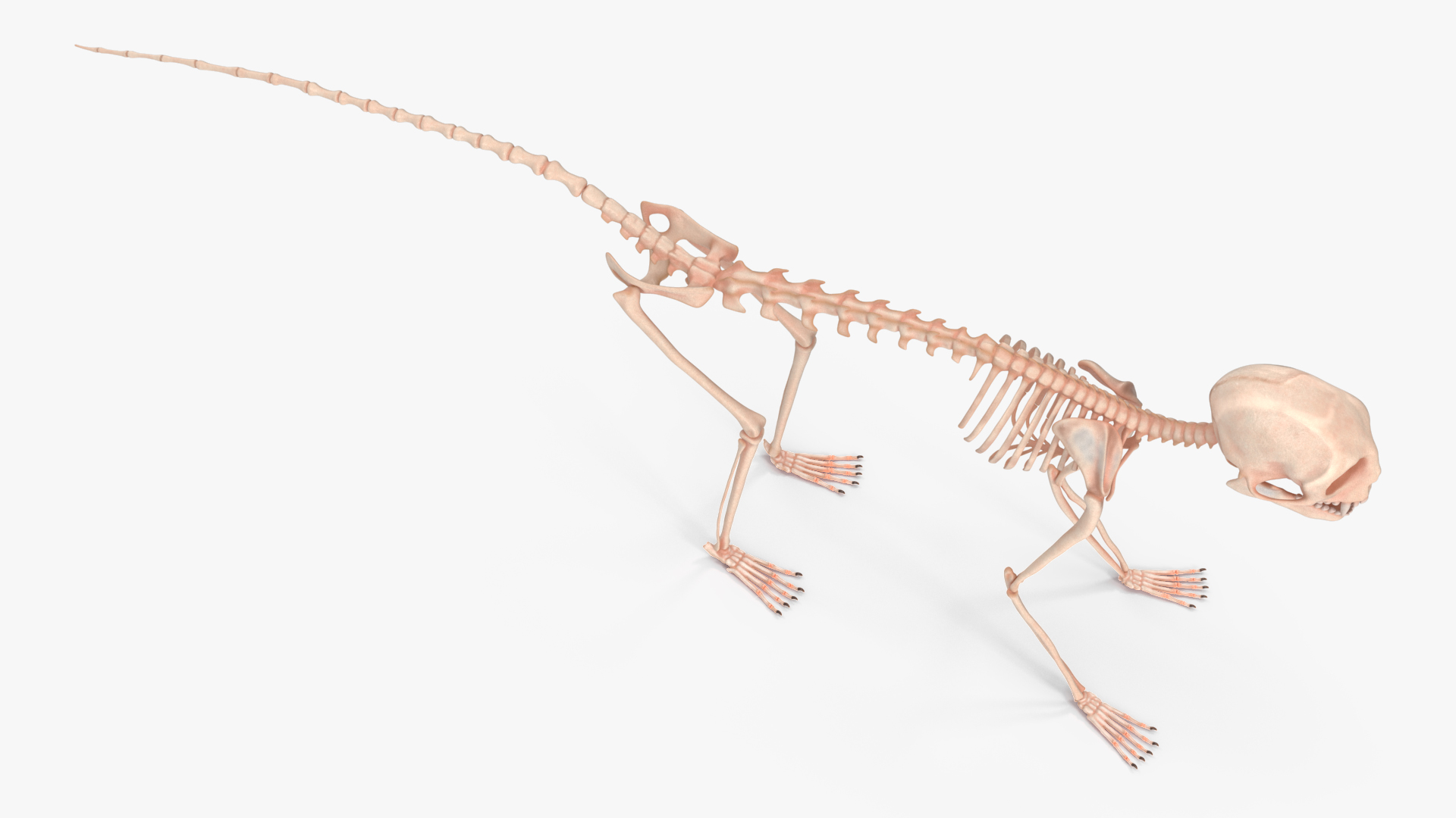 Geoffroys Marmoset Skeleton Rigged 3D model