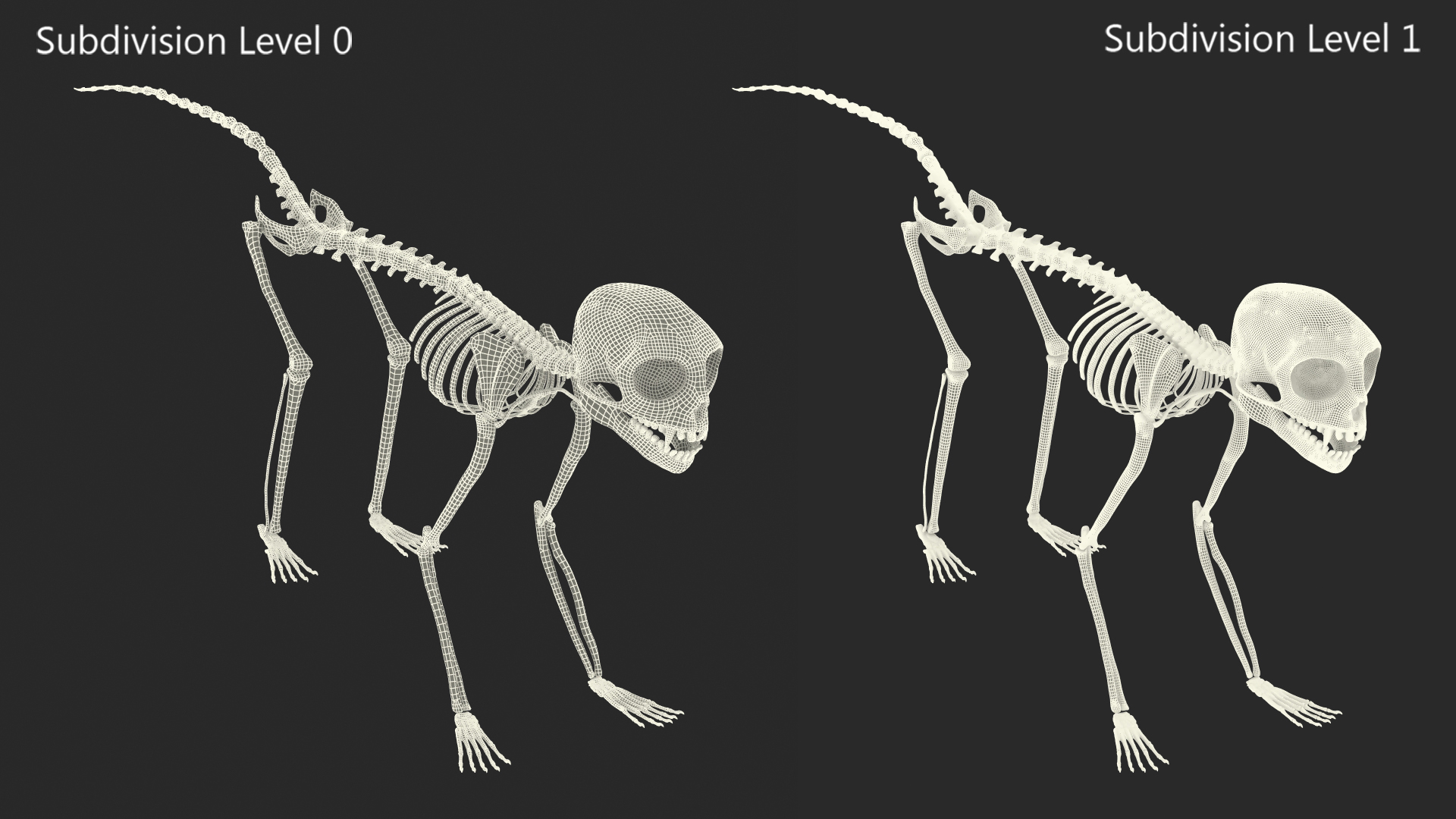 Geoffroys Marmoset Skeleton Rigged 3D model