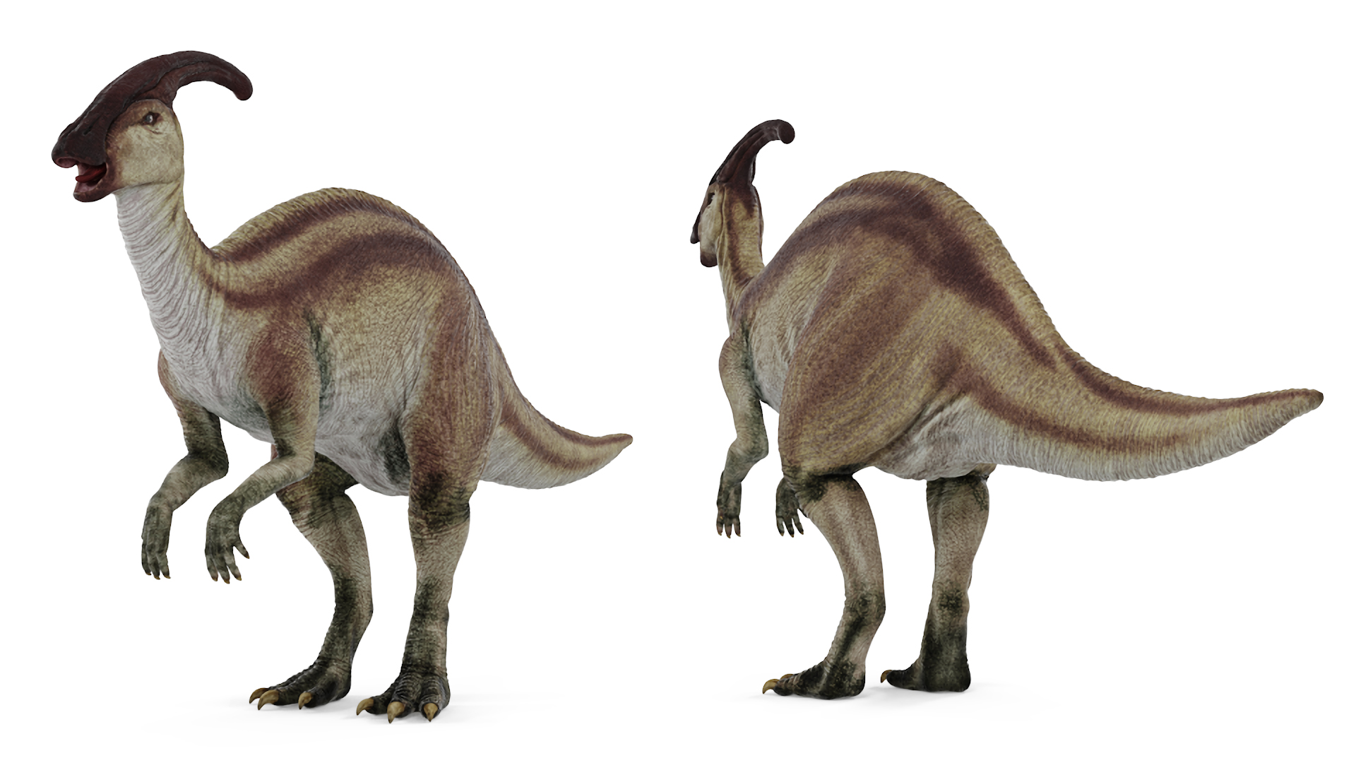 Parasaurolophus Dinosaur 3D model