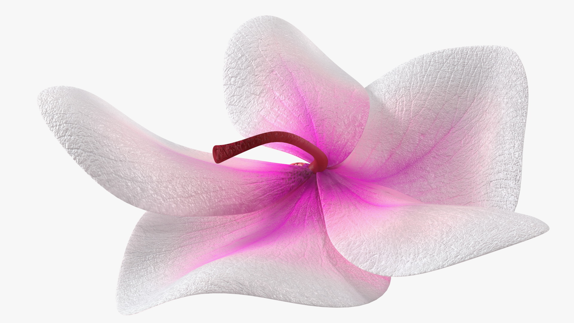 3D Orchid Flower model