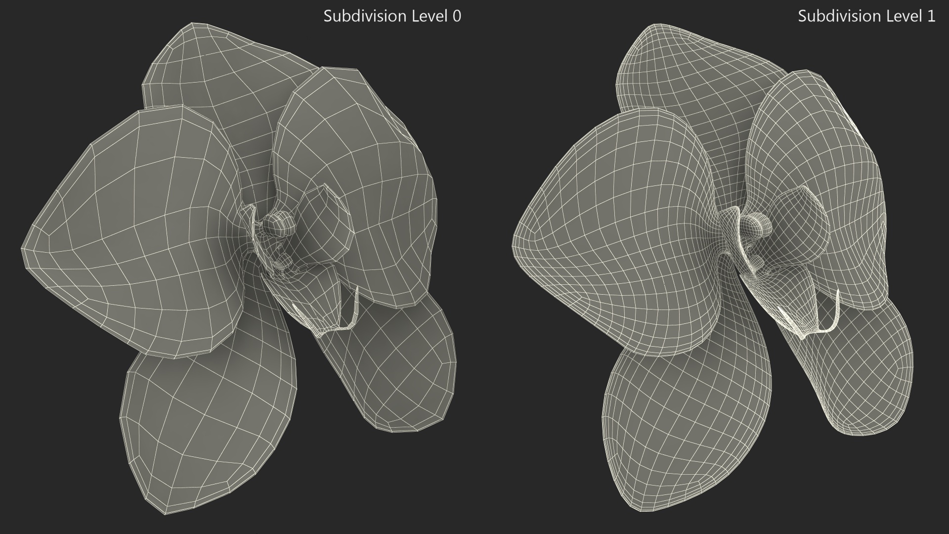 3D Orchid Flower model