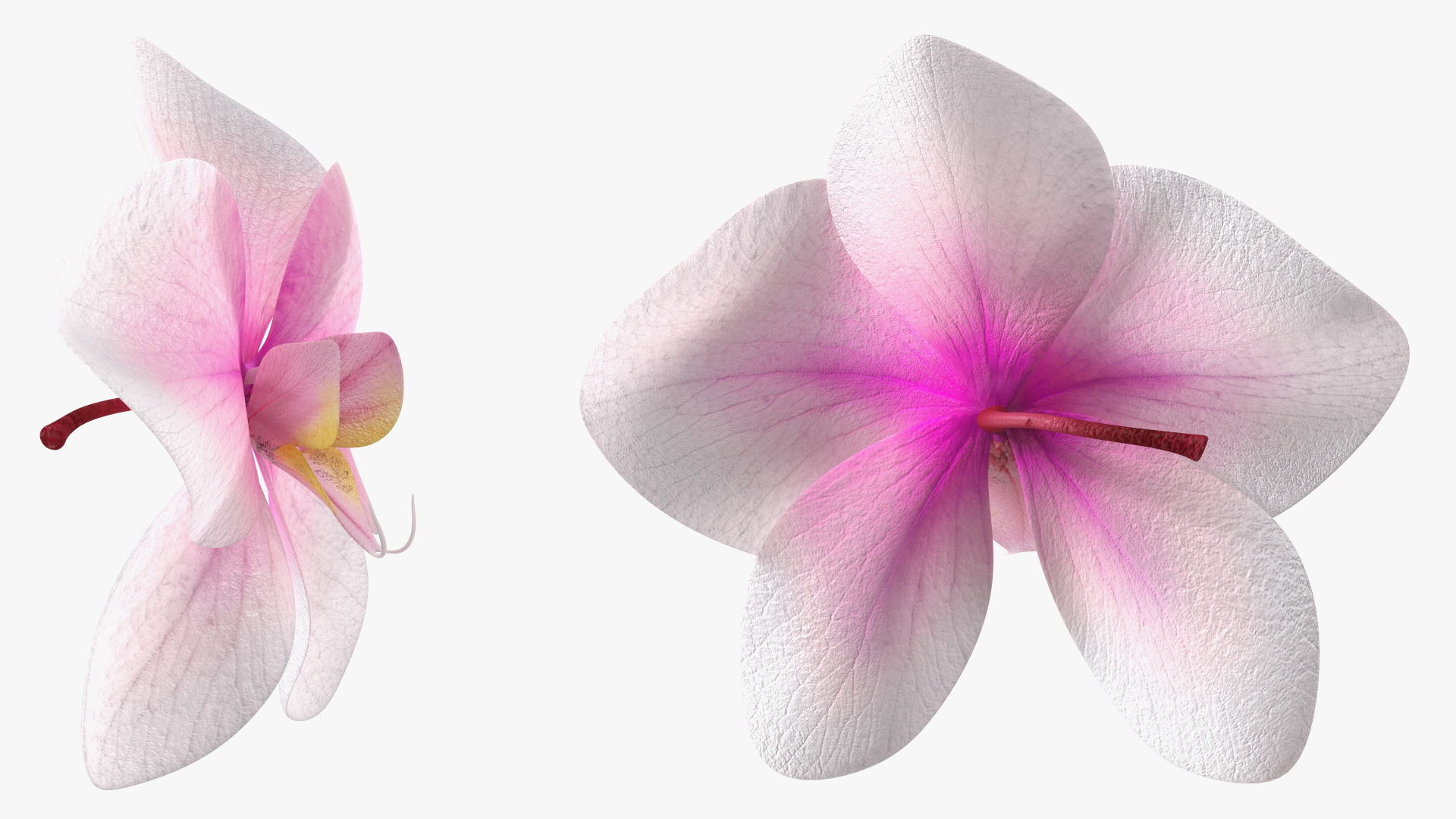 3D Orchid Flower model