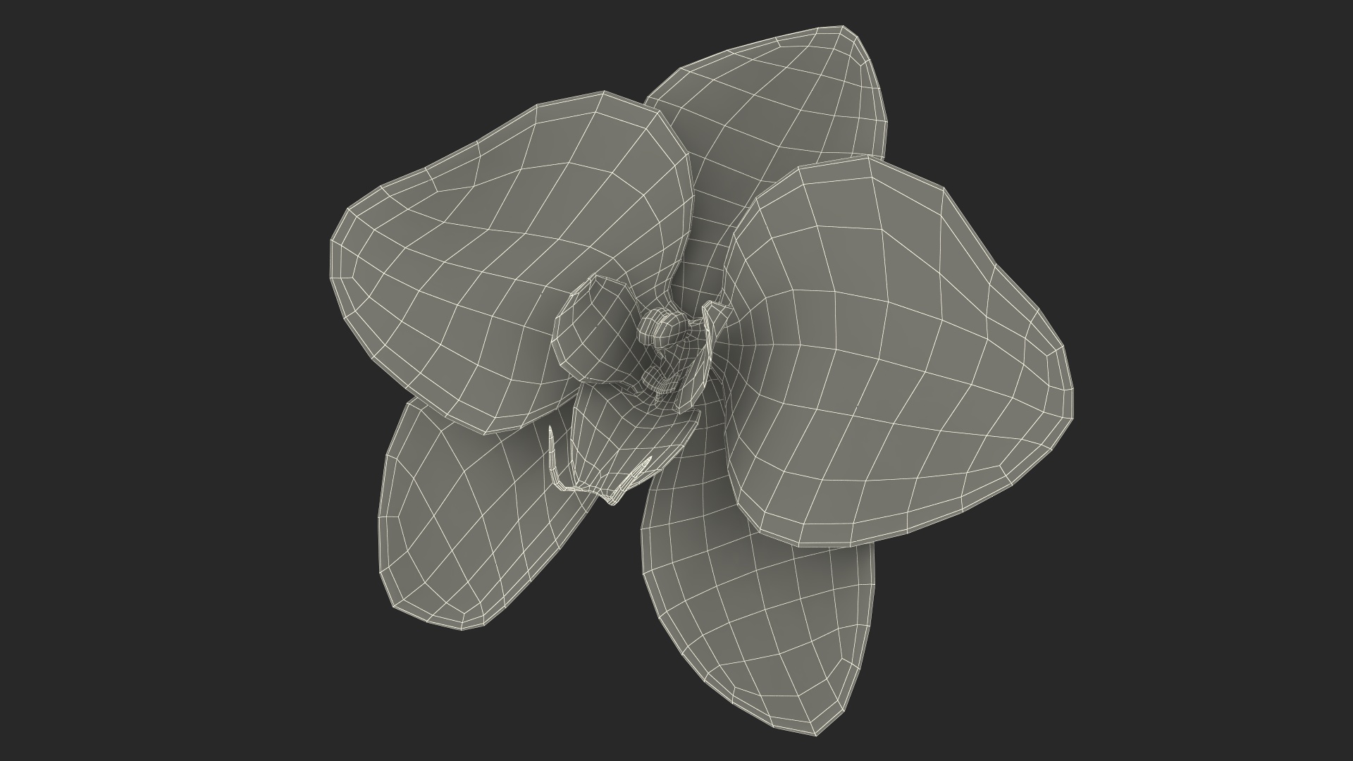 3D Orchid Flower model