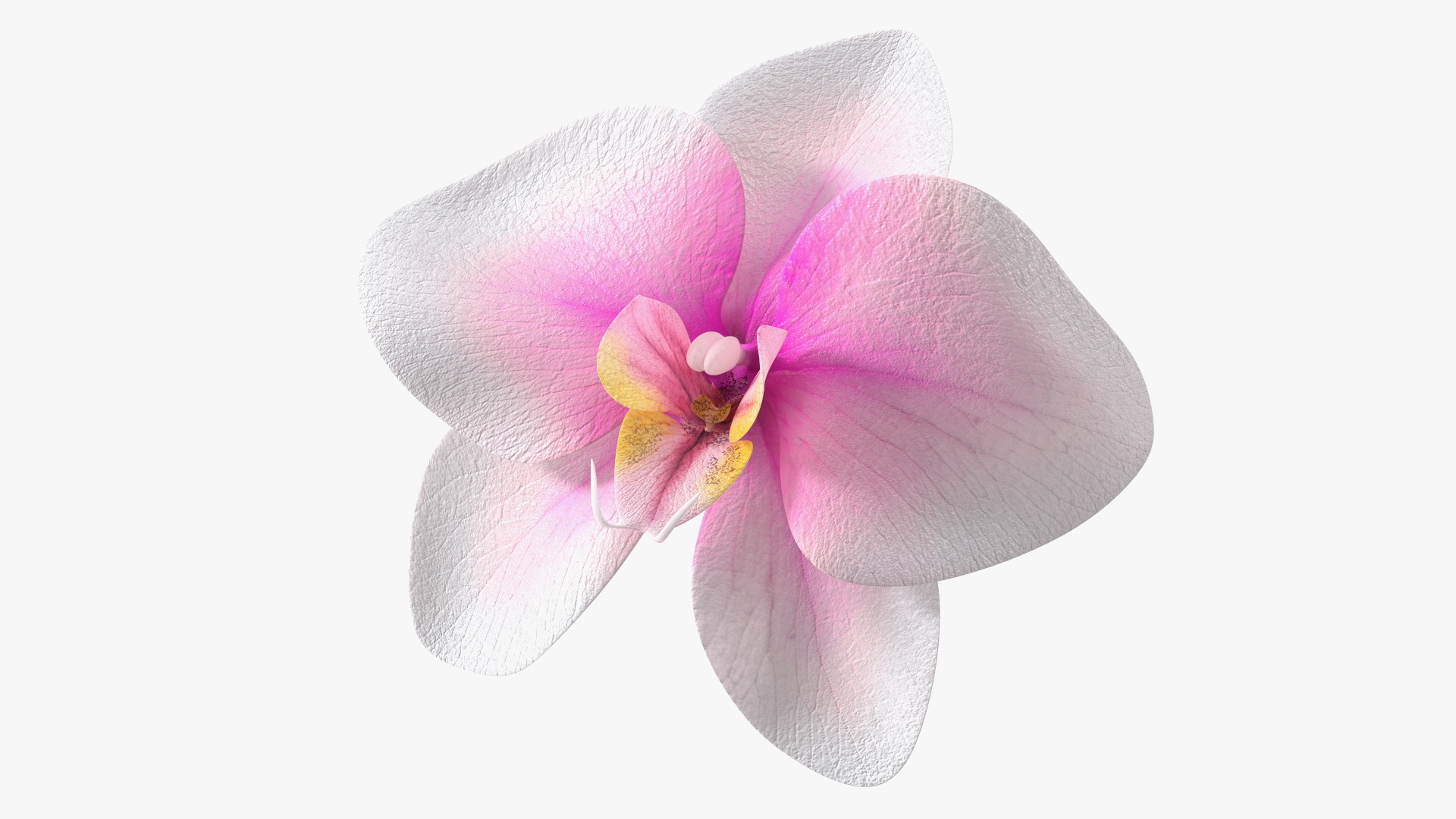 3D Orchid Flower model
