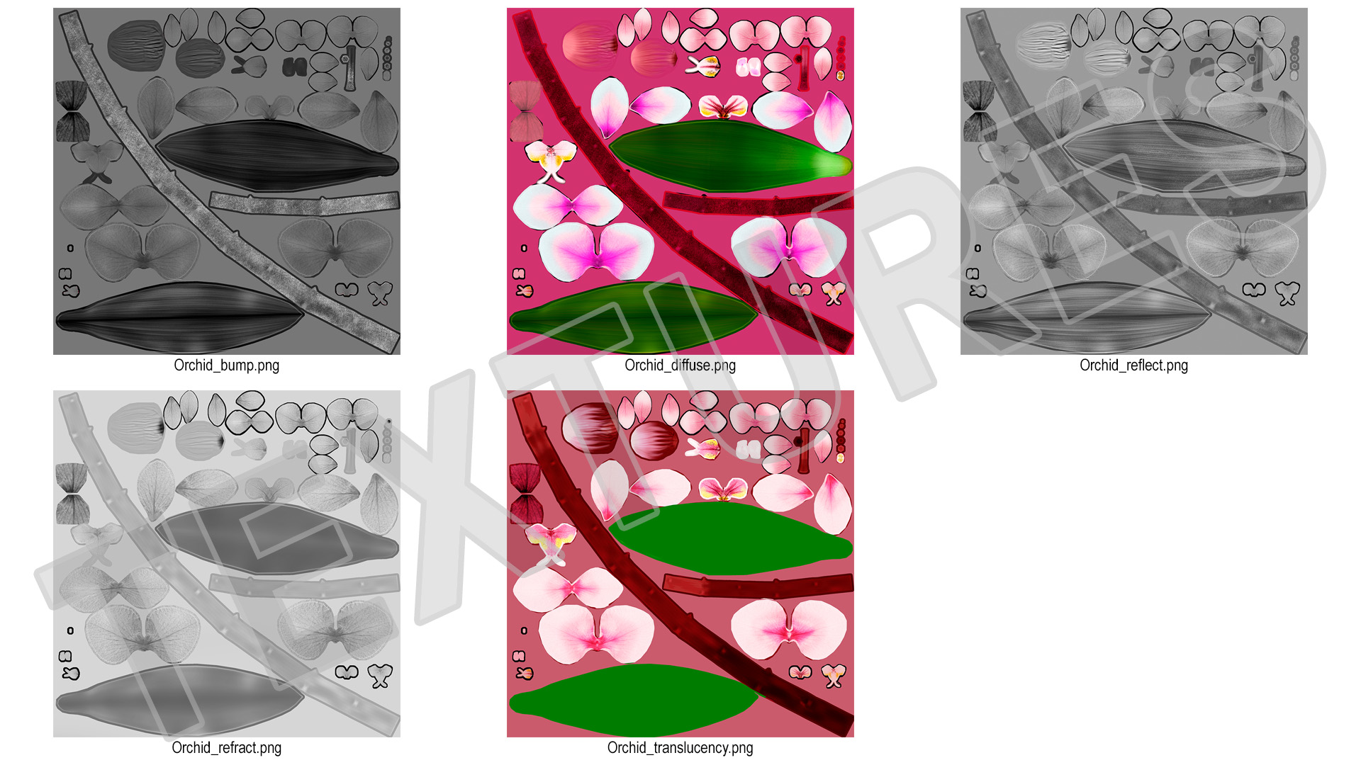 3D Orchid Flower model