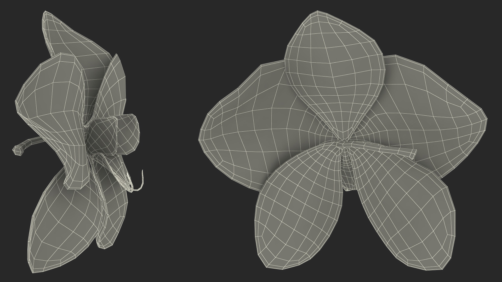 3D Orchid Flower model