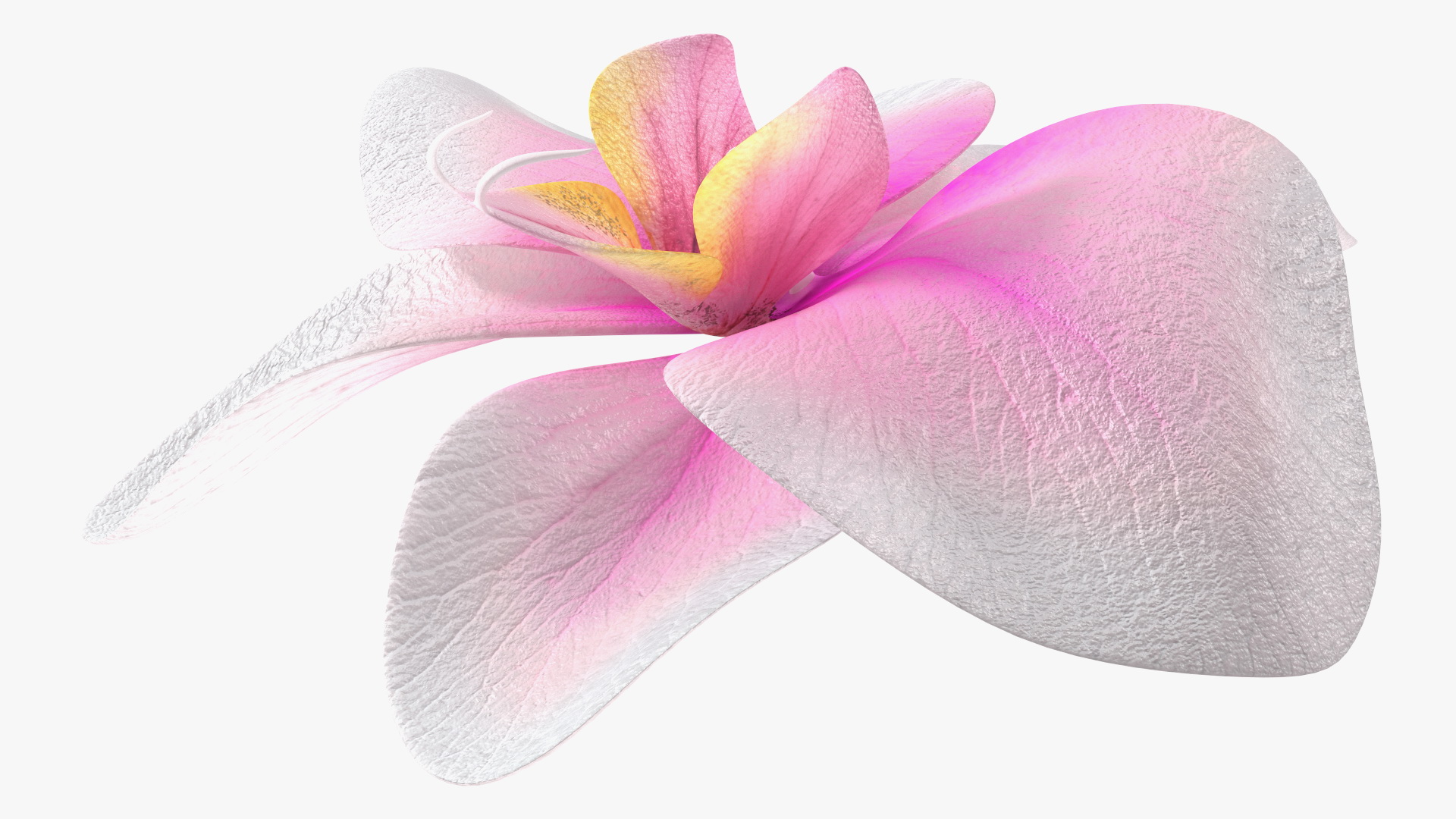 3D Orchid Flower model