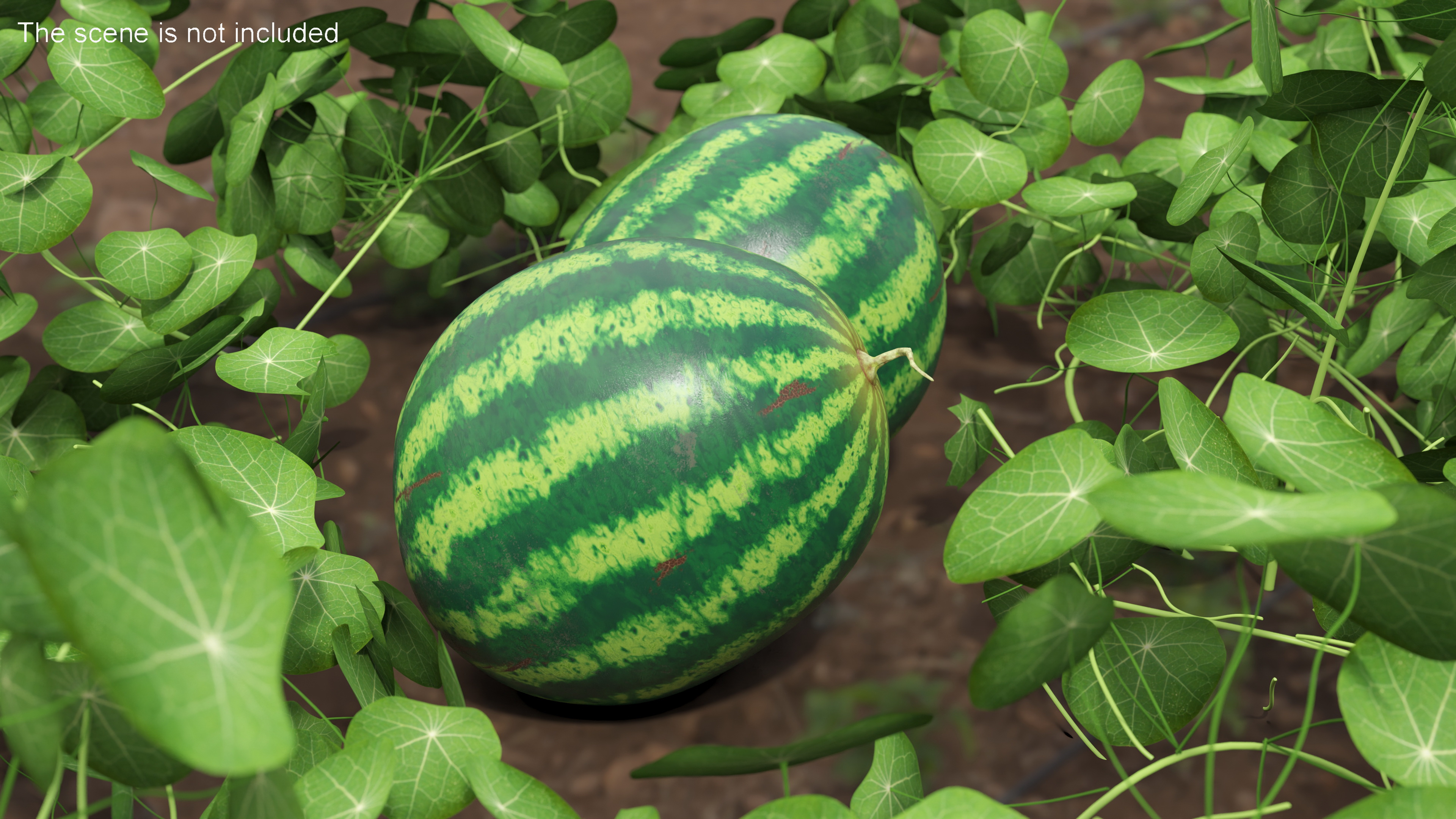 3D model Round Stripped Watermelon