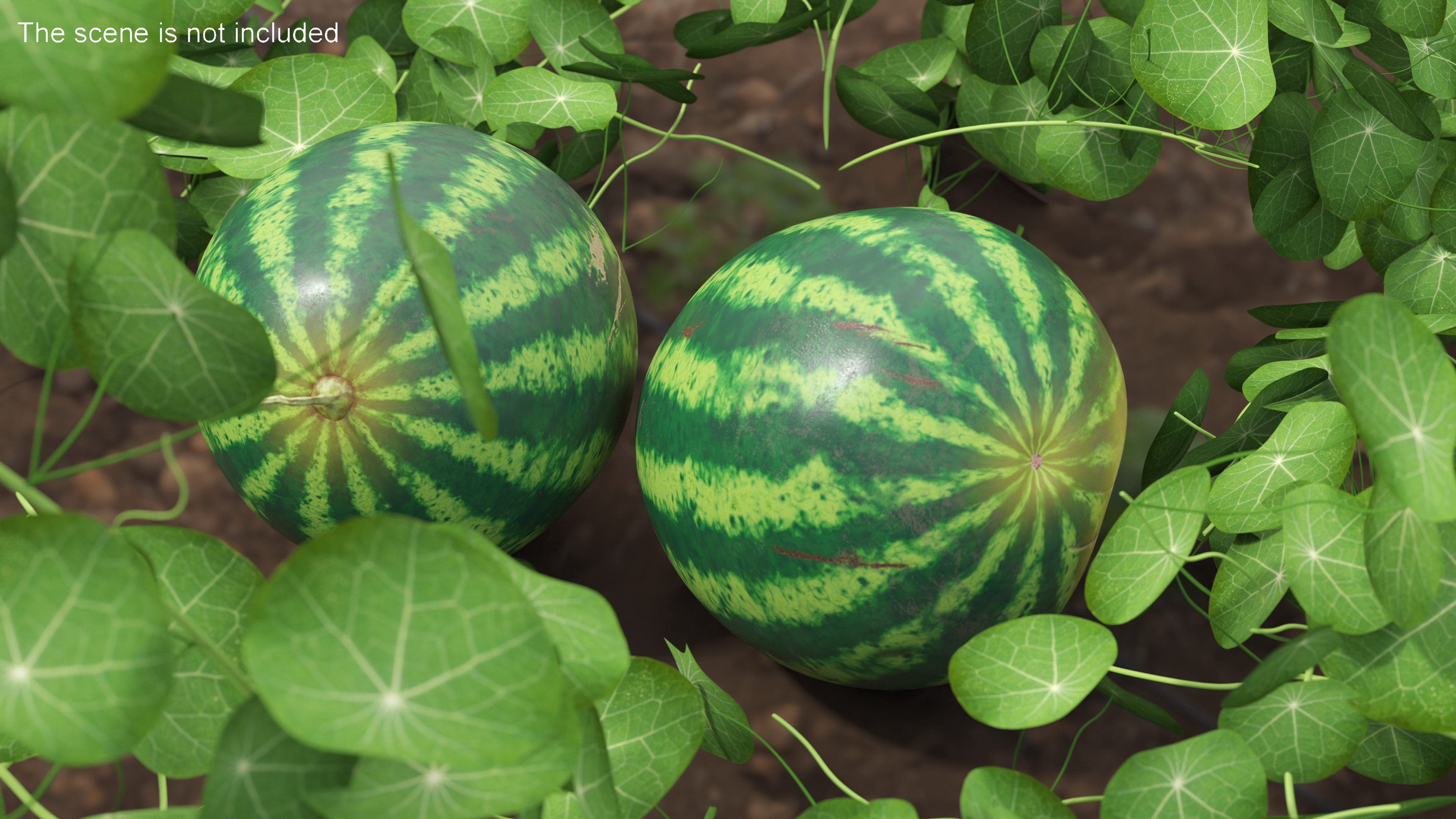 3D model Round Stripped Watermelon
