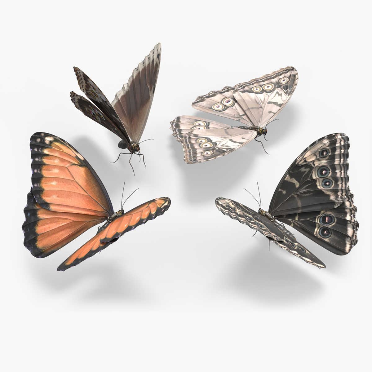 Exotic Butterfly Set Multicolor 3D model preview