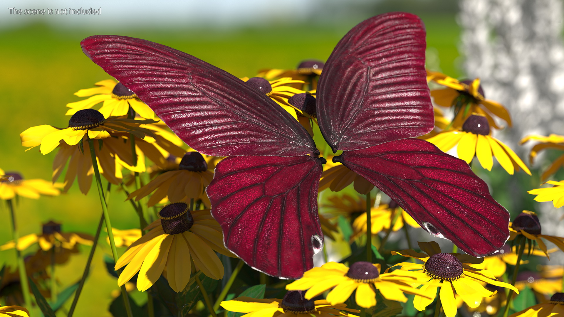 3D model Butterfly Wings