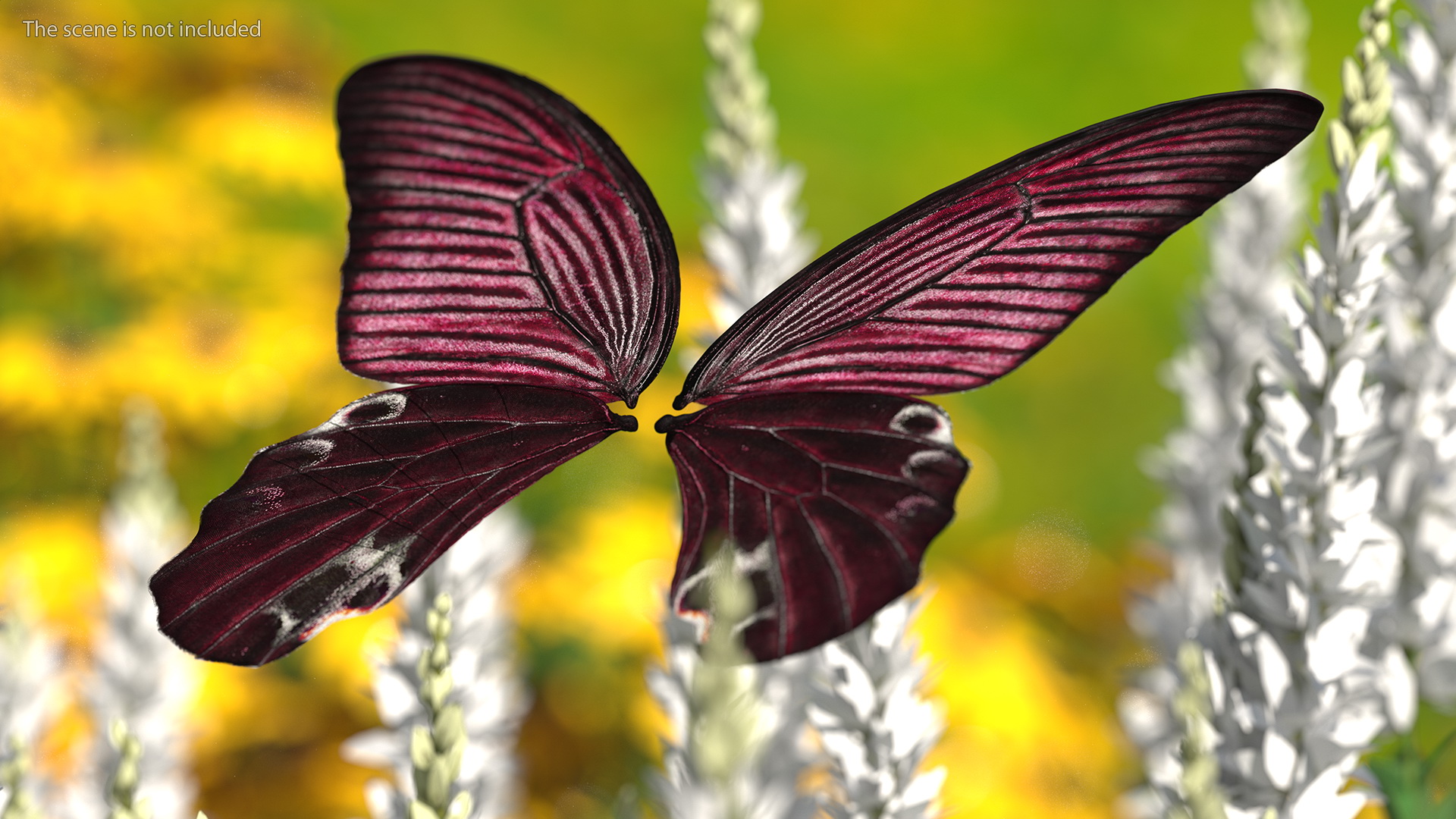 3D model Butterfly Wings