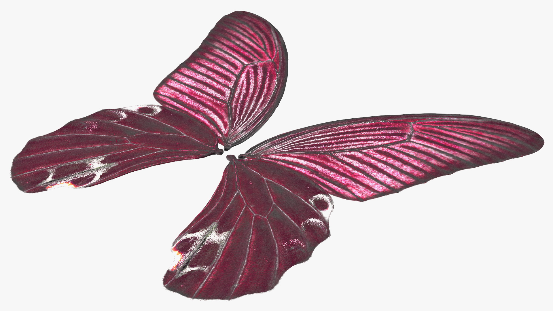 3D model Butterfly Wings