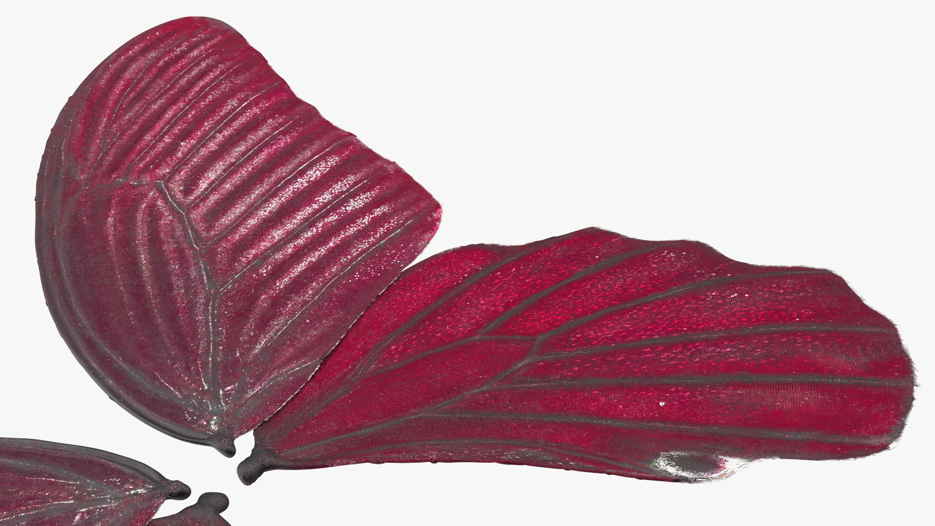 3D model Butterfly Wings