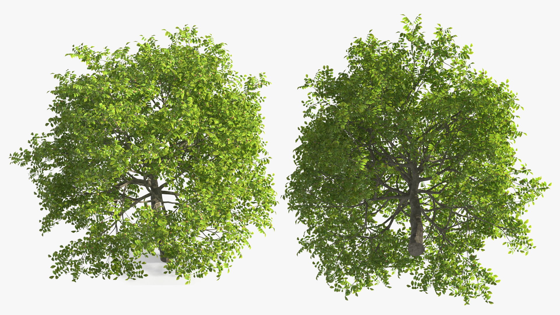 3D Walnut Tree with Ripe Nuts