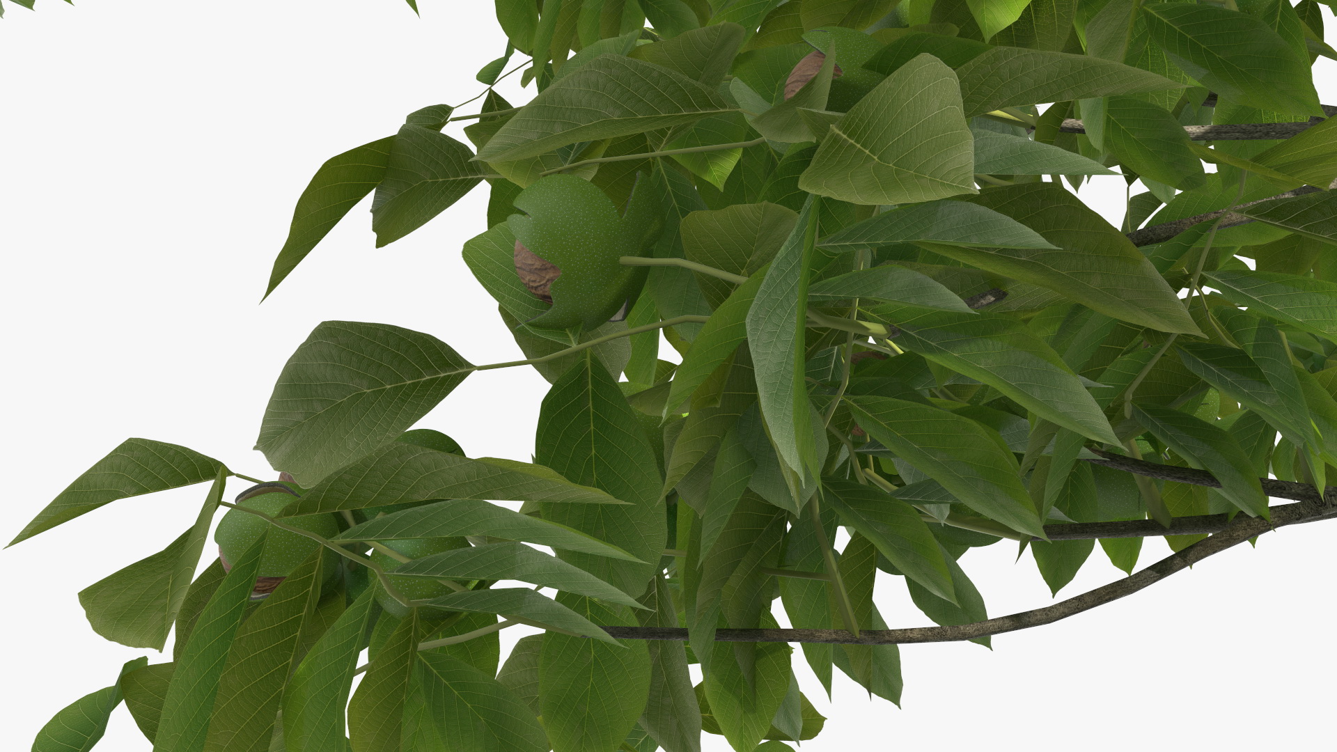 3D Walnut Tree with Ripe Nuts
