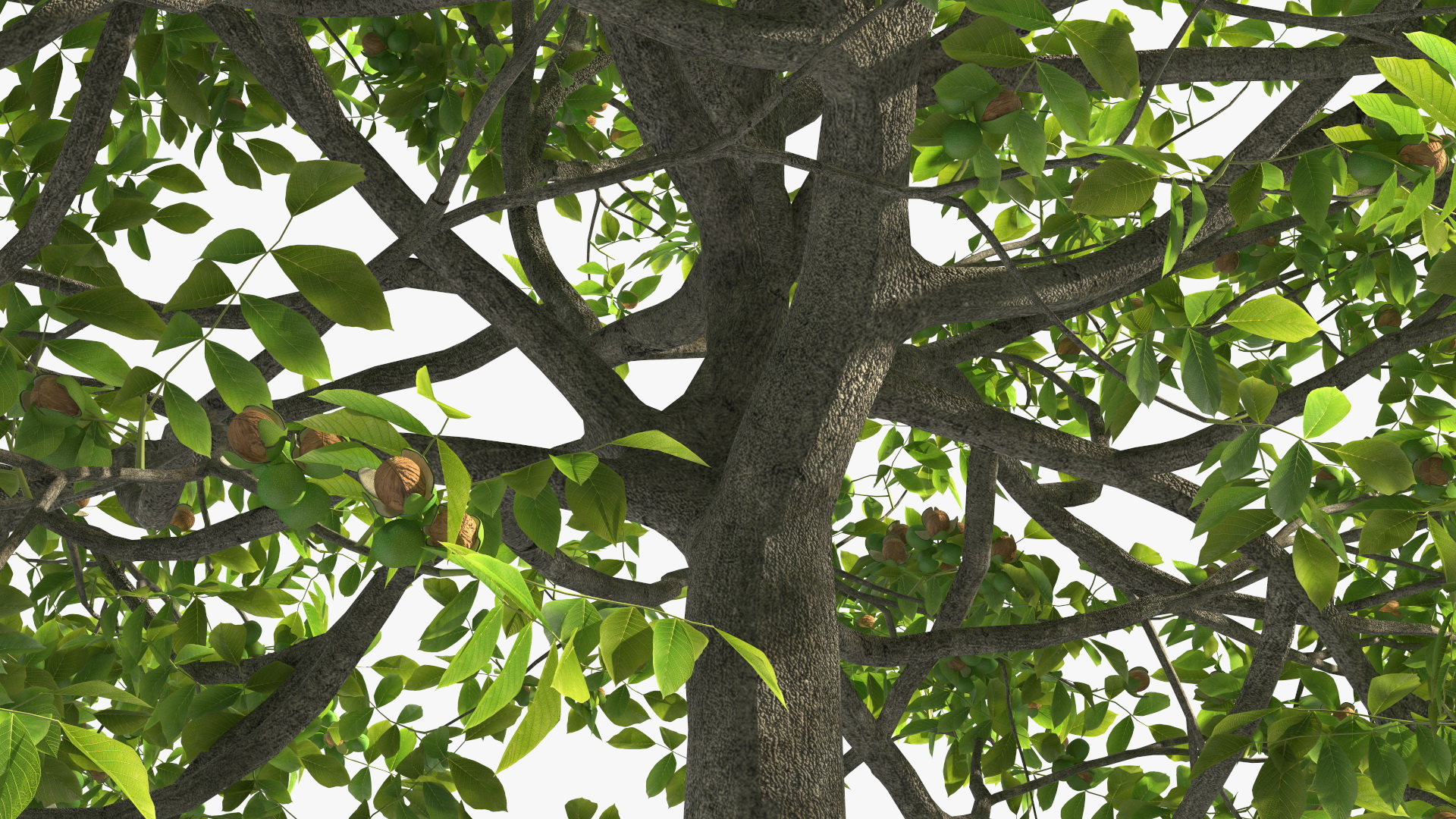 3D Walnut Tree with Ripe Nuts