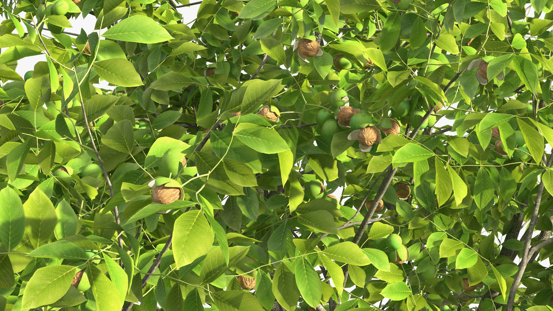 3D Walnut Tree with Ripe Nuts