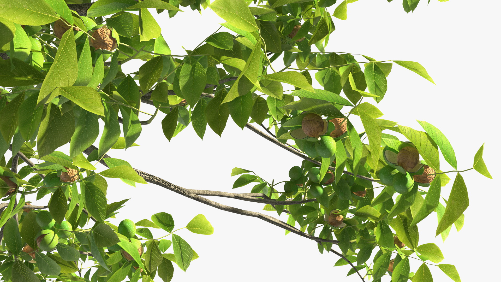 3D Walnut Tree with Ripe Nuts