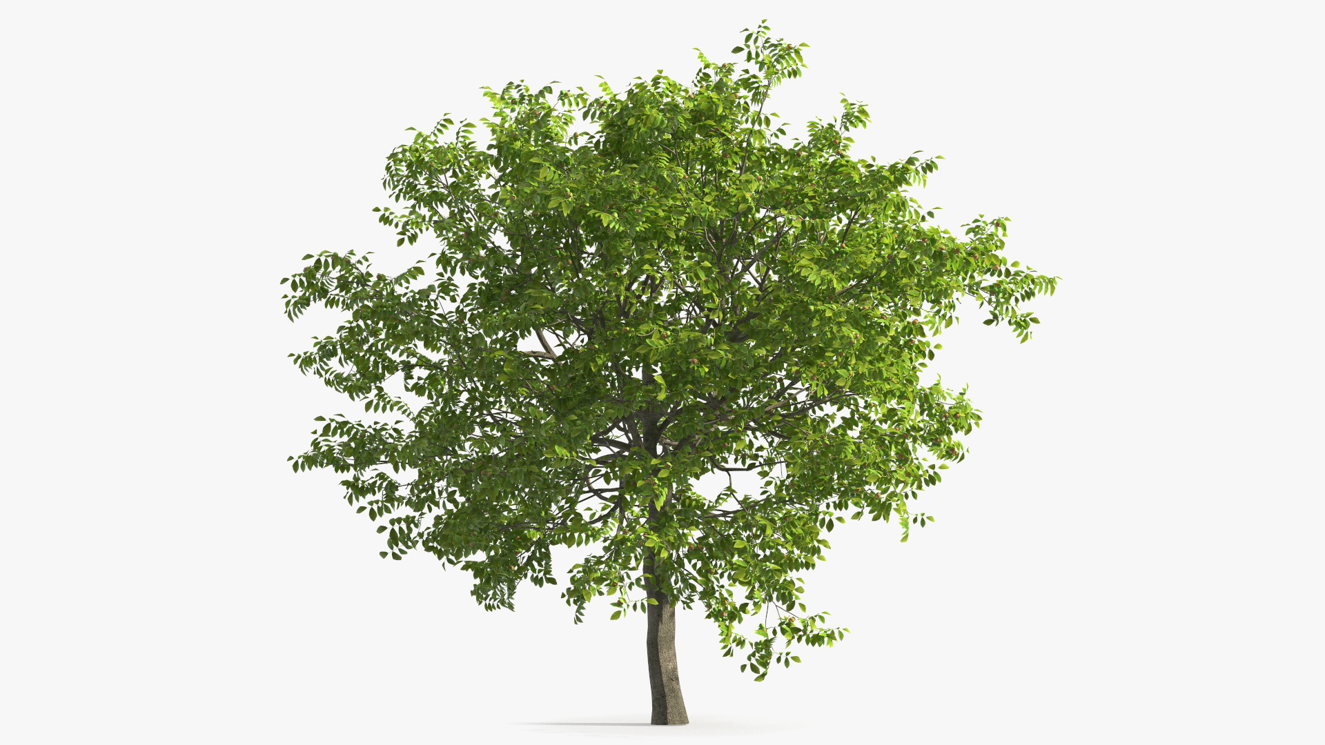 3D Walnut Tree with Ripe Nuts