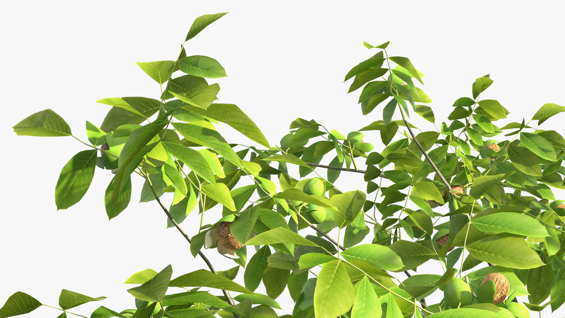3D Walnut Tree with Ripe Nuts