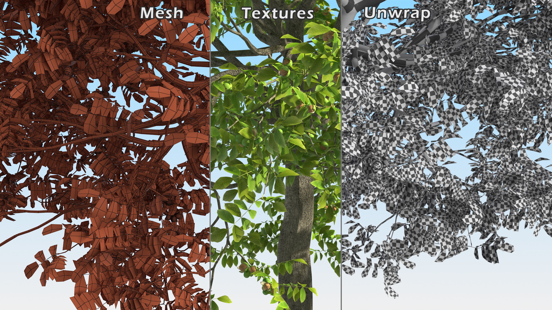 3D Walnut Tree with Ripe Nuts
