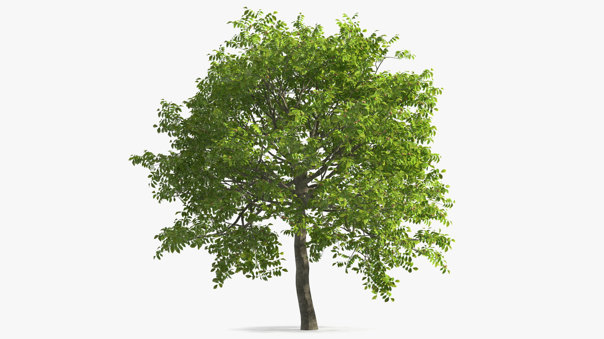 3D Walnut Tree with Ripe Nuts