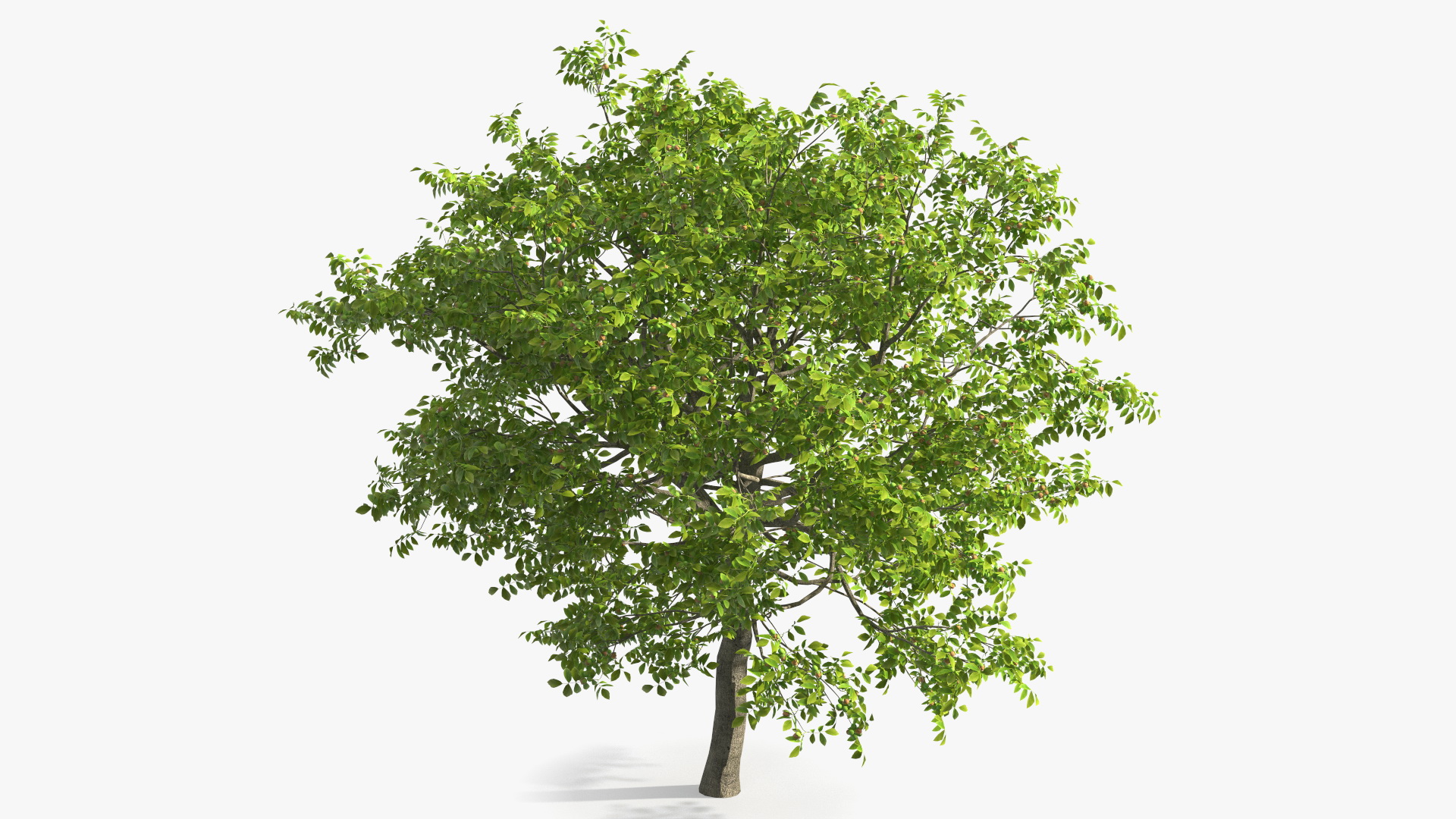 3D Walnut Tree with Ripe Nuts