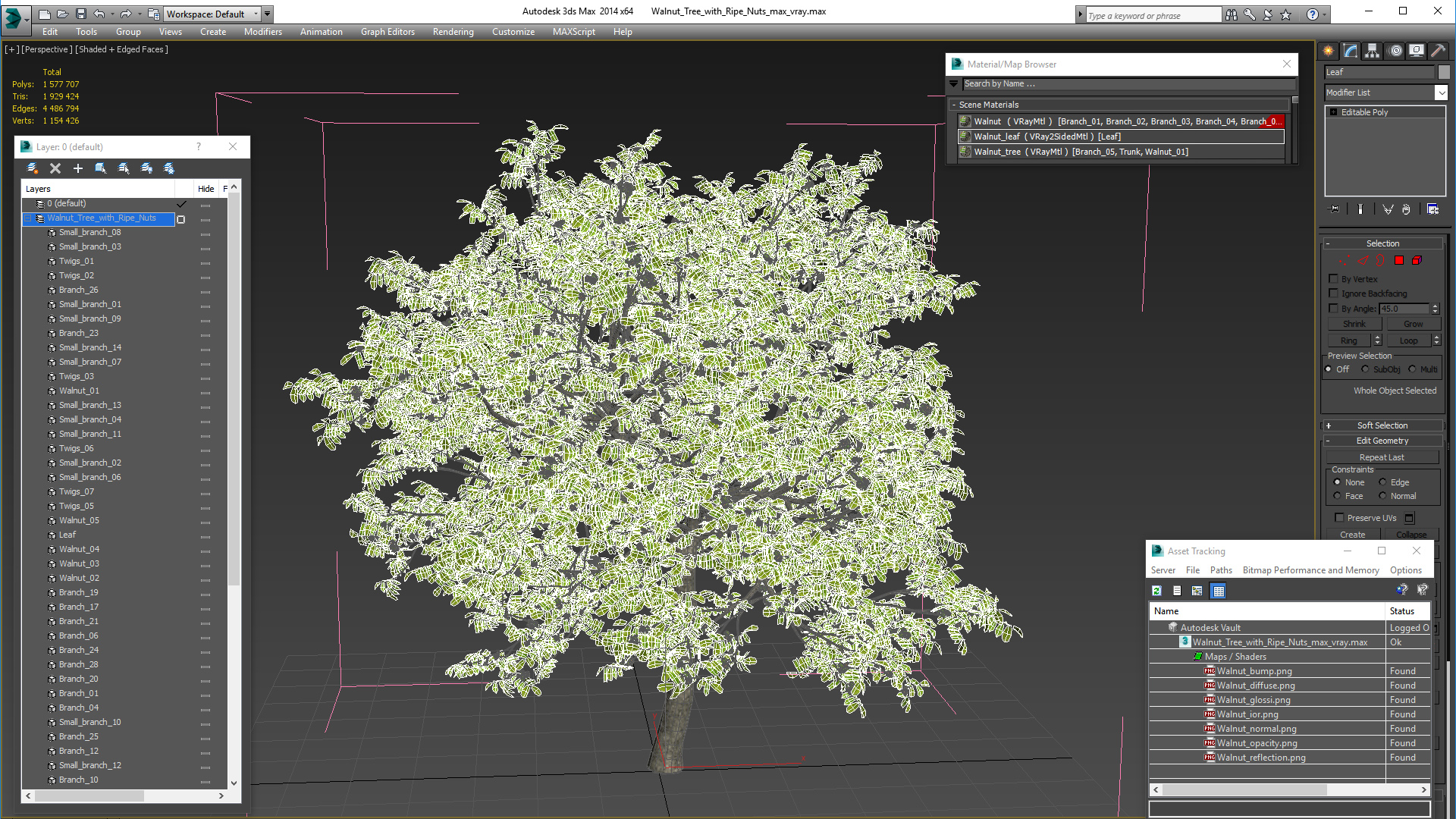 3D Walnut Tree with Ripe Nuts