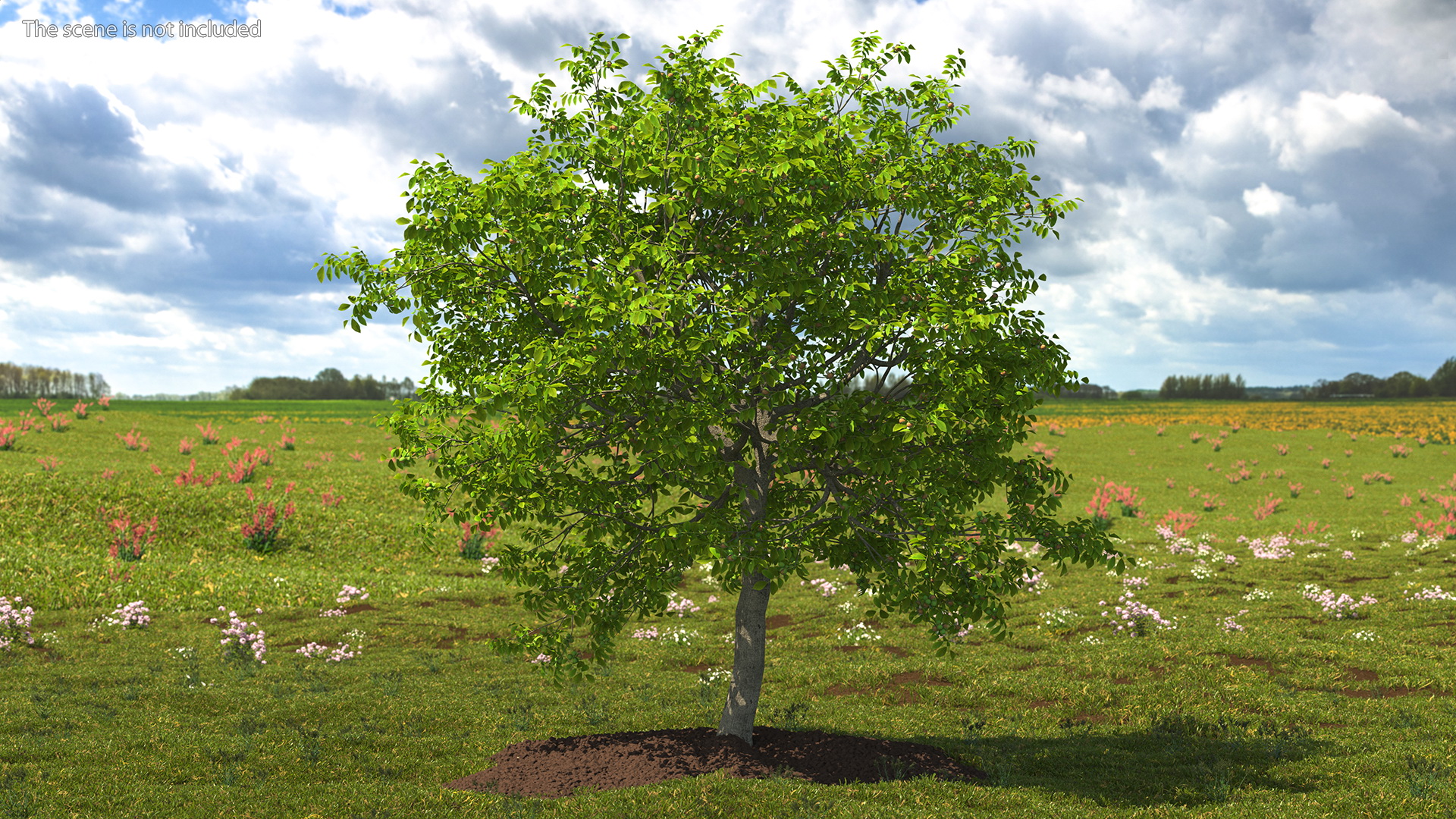 3D Walnut Tree with Ripe Nuts