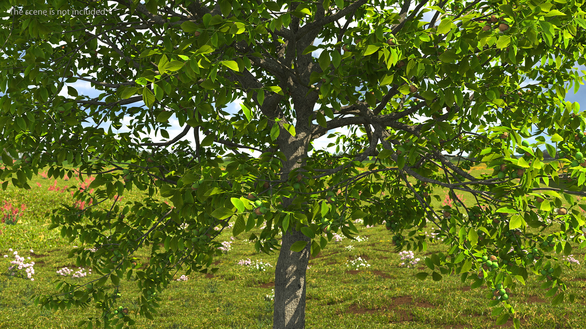 3D Walnut Tree with Ripe Nuts