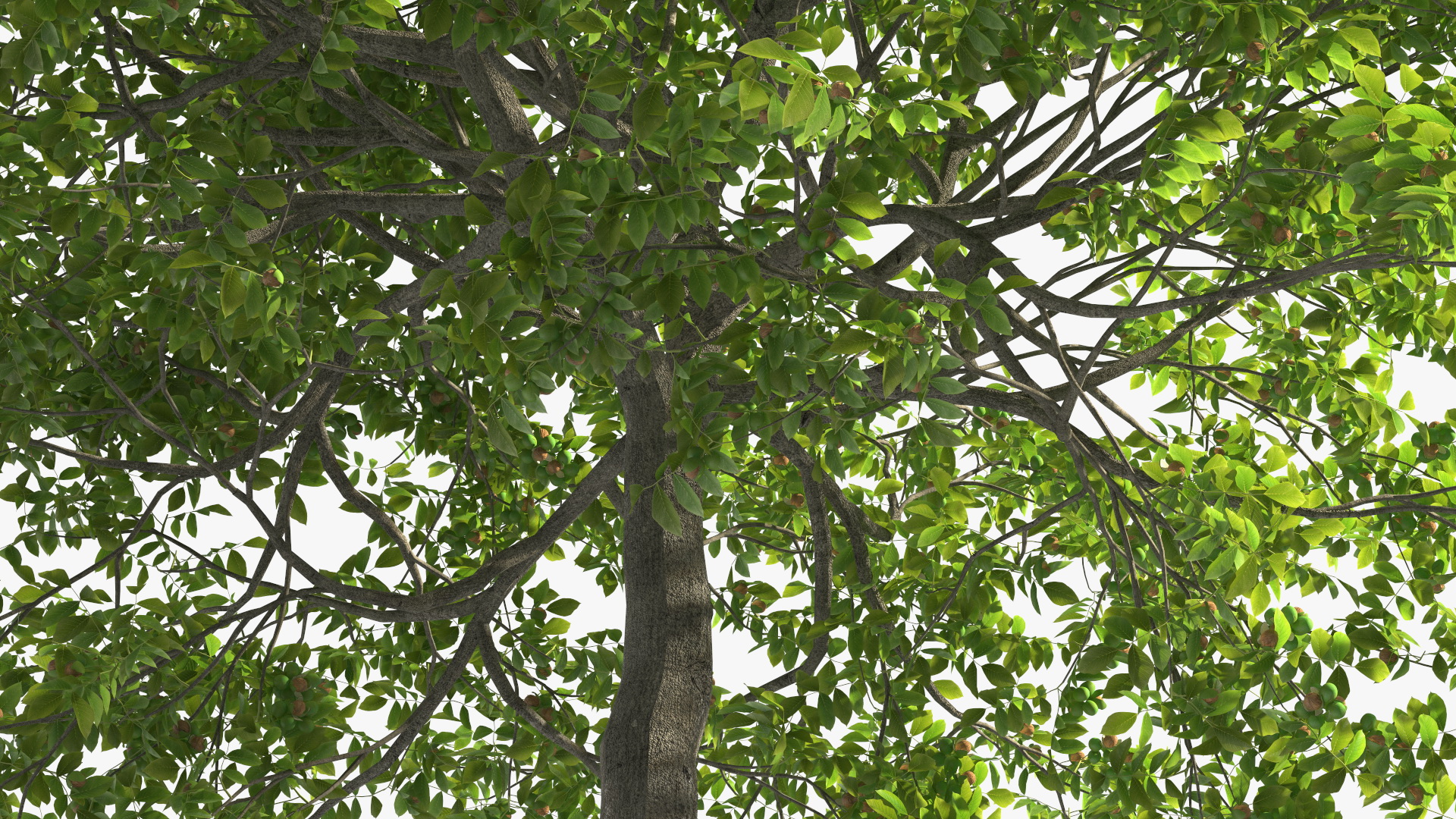 3D Walnut Tree with Ripe Nuts
