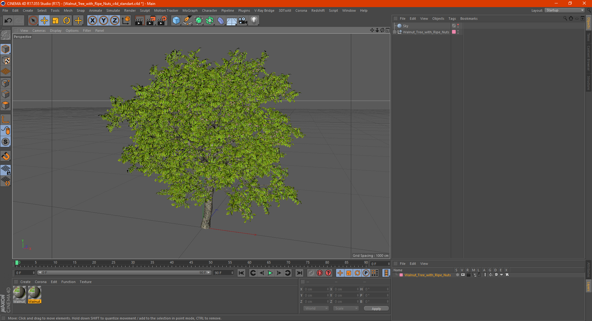 3D Walnut Tree with Ripe Nuts