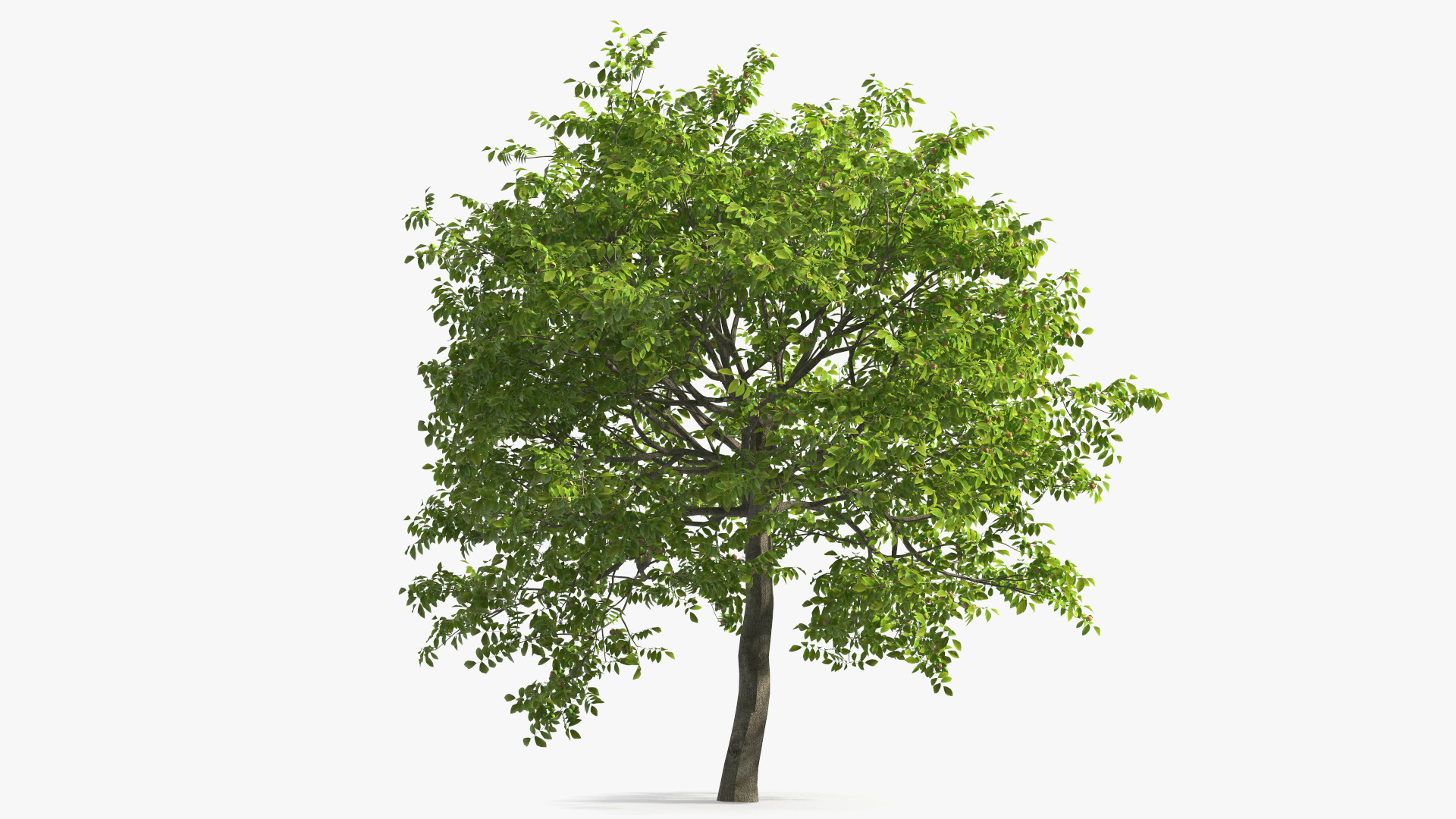 3D Walnut Tree with Ripe Nuts