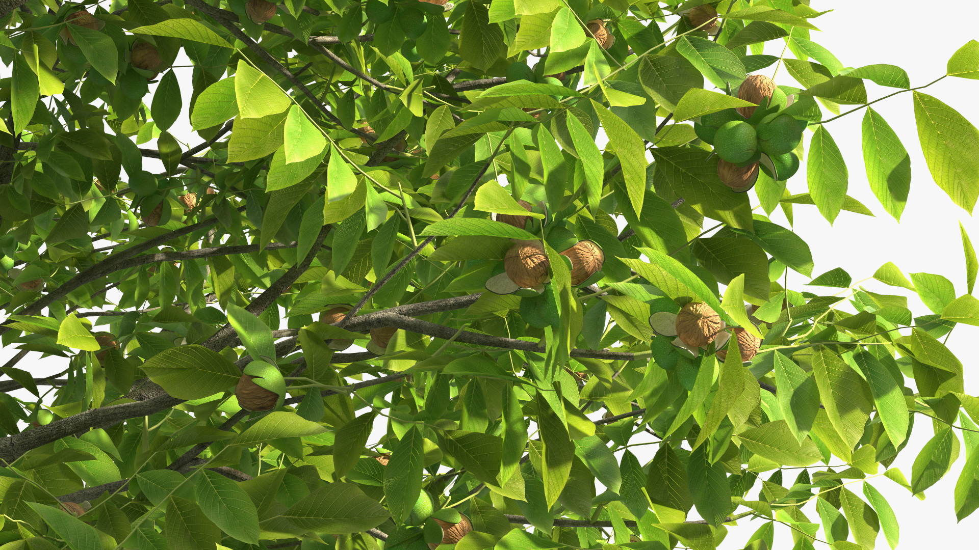 3D Walnut Tree with Ripe Nuts