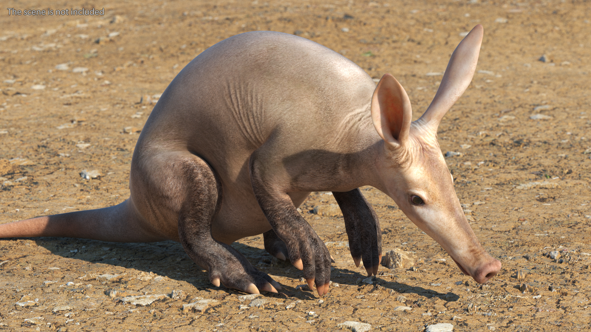 Night Mammal Aardvark Sitting Pose 3D model