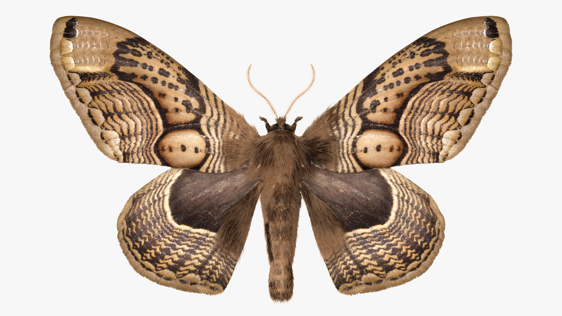 Brahmaea Wallichii Butterfly Fur 3D
