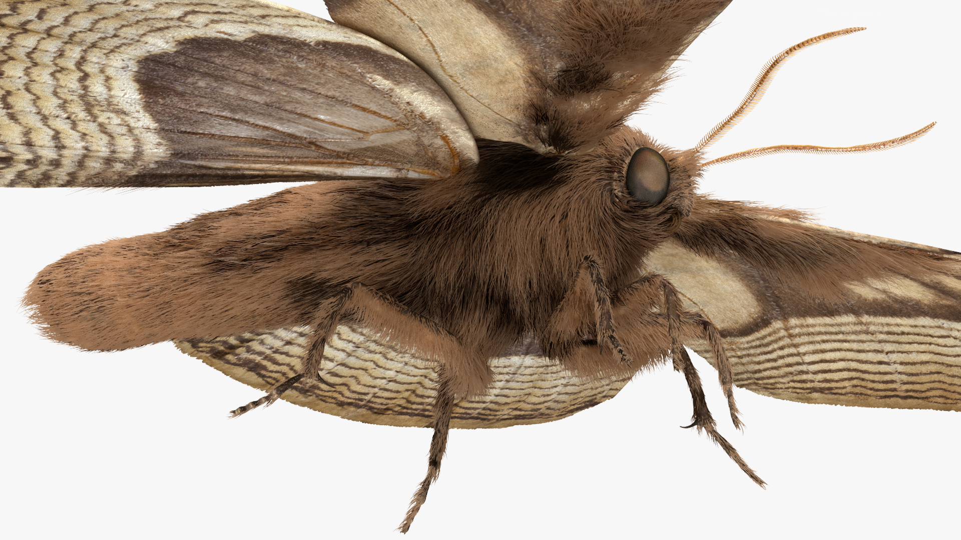 Brahmaea Wallichii Butterfly Fur 3D