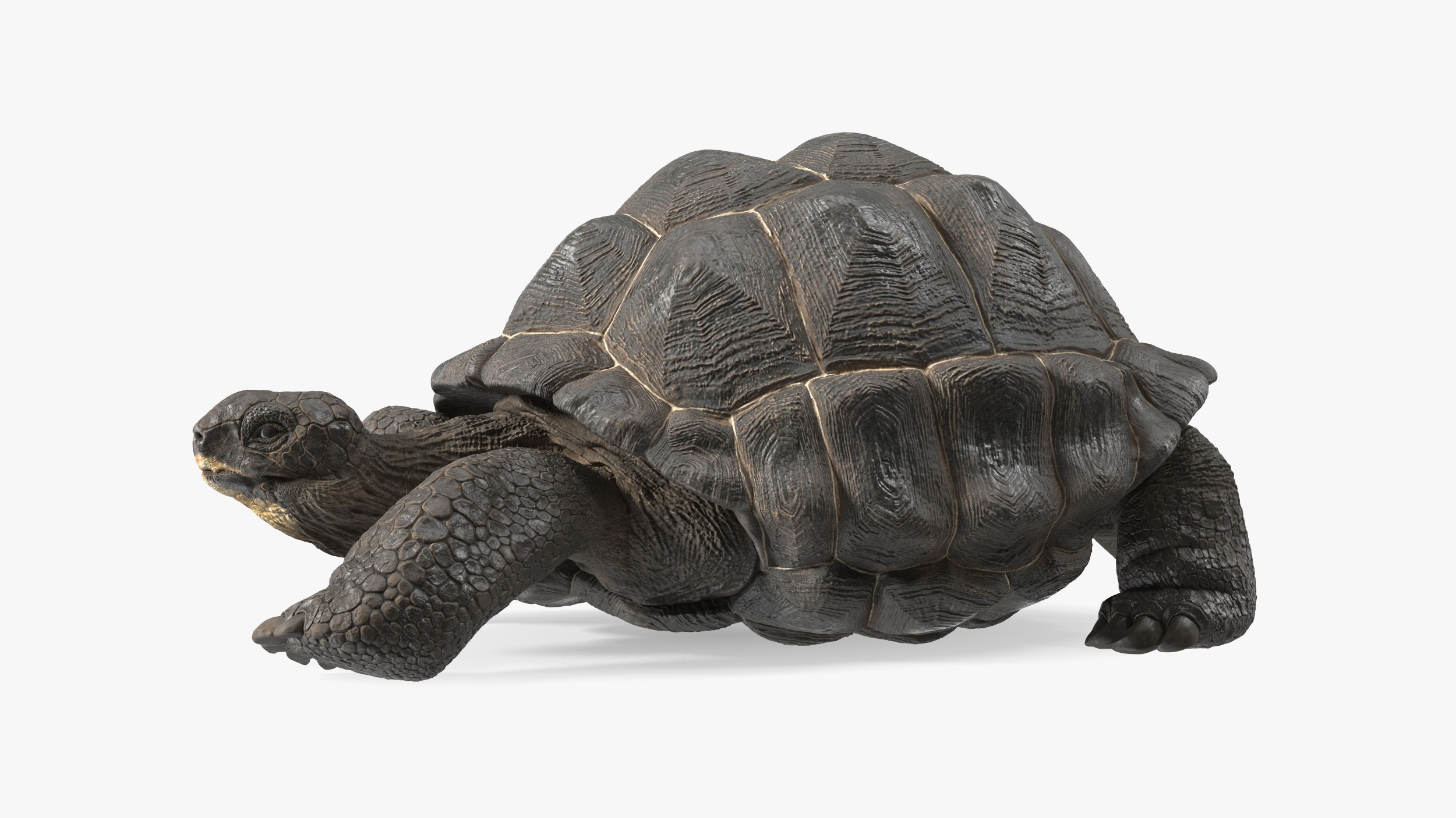 3D Chelonoidis Niger Rigged for Cinema 4D model