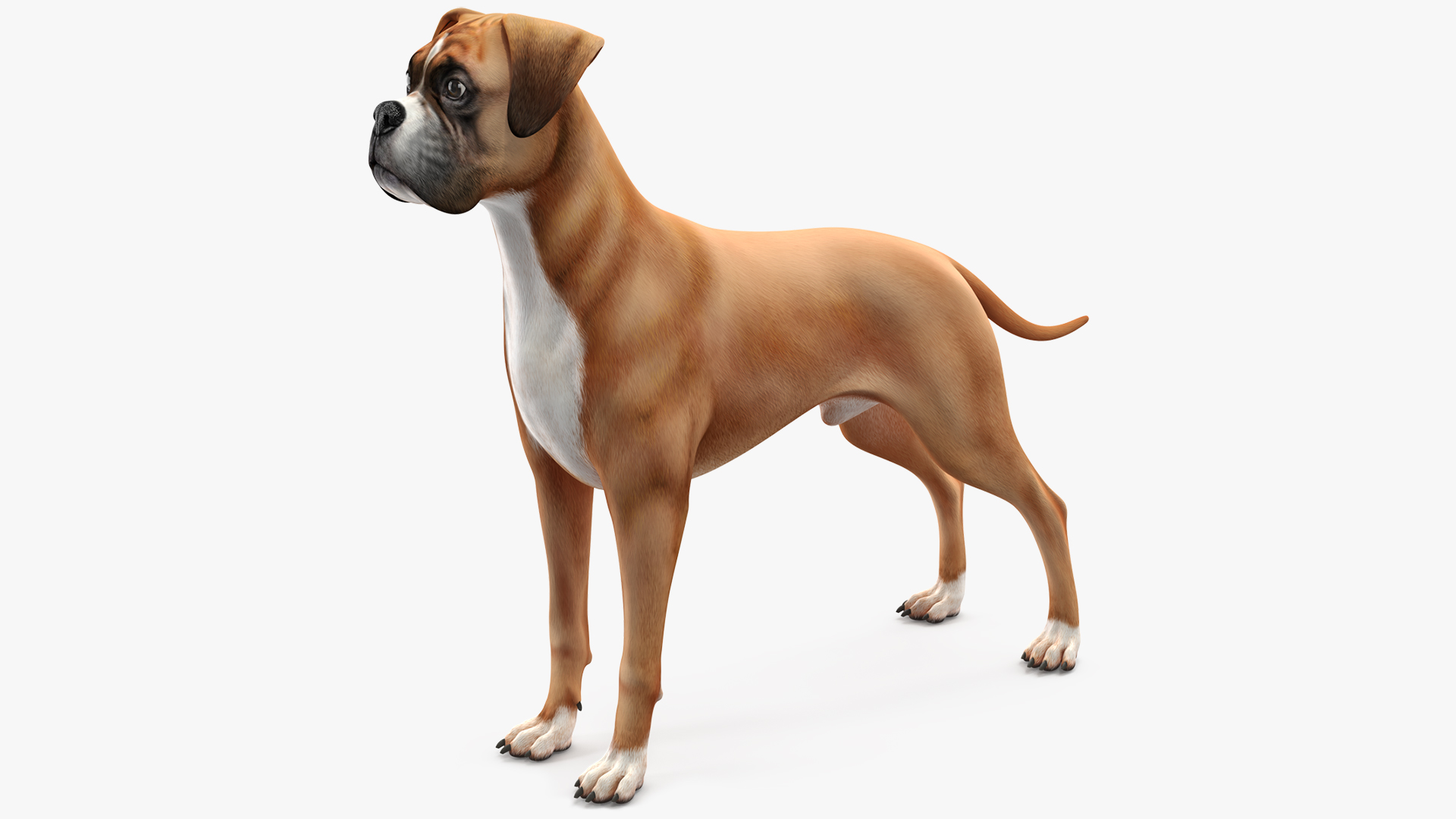 Boxer Dog for 3D Print 3D