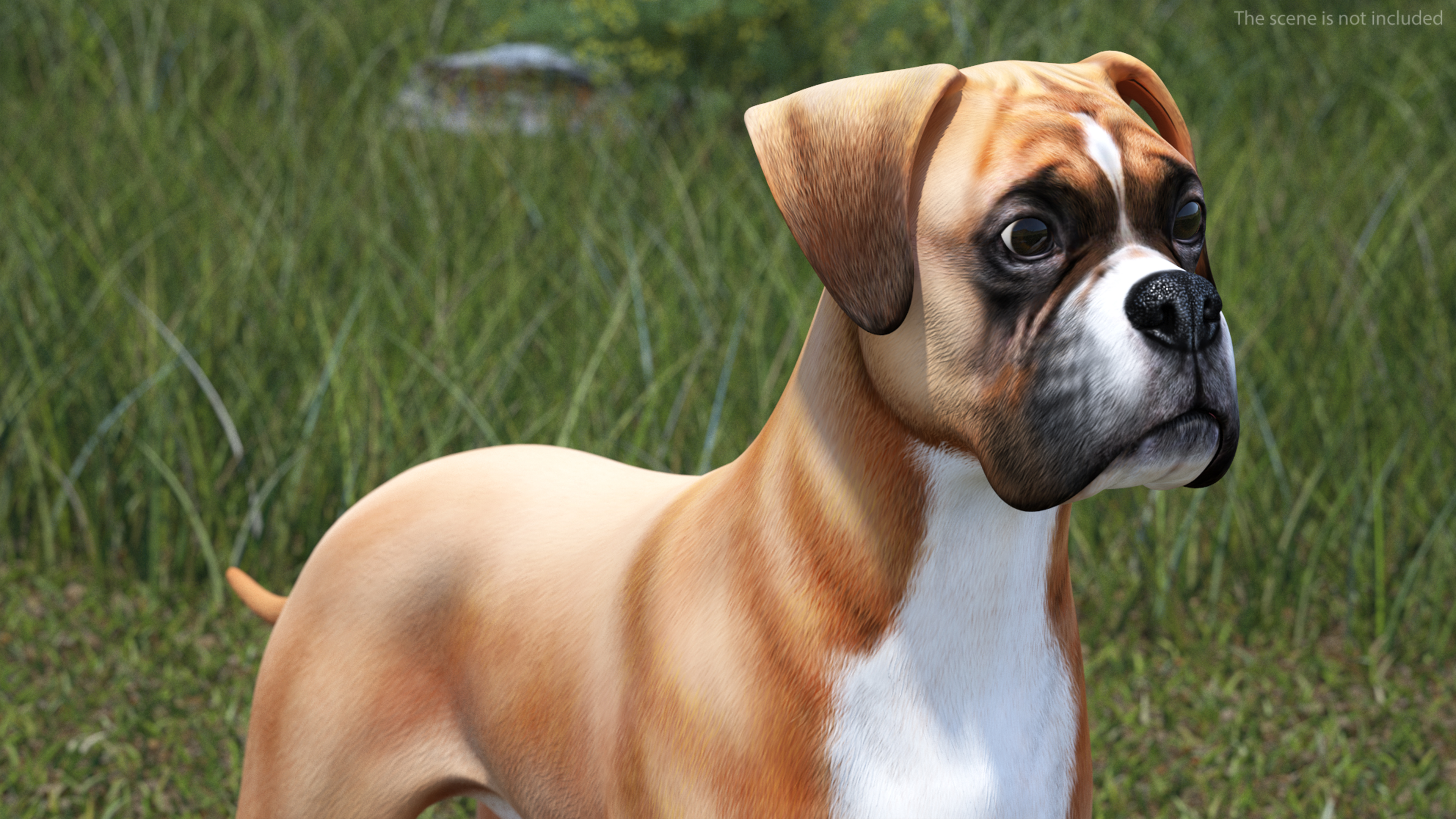 Boxer Dog for 3D Print 3D