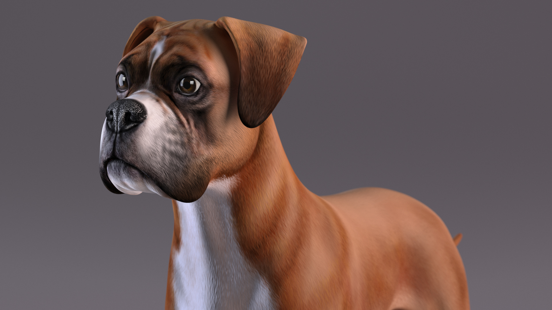 Boxer Dog for 3D Print 3D