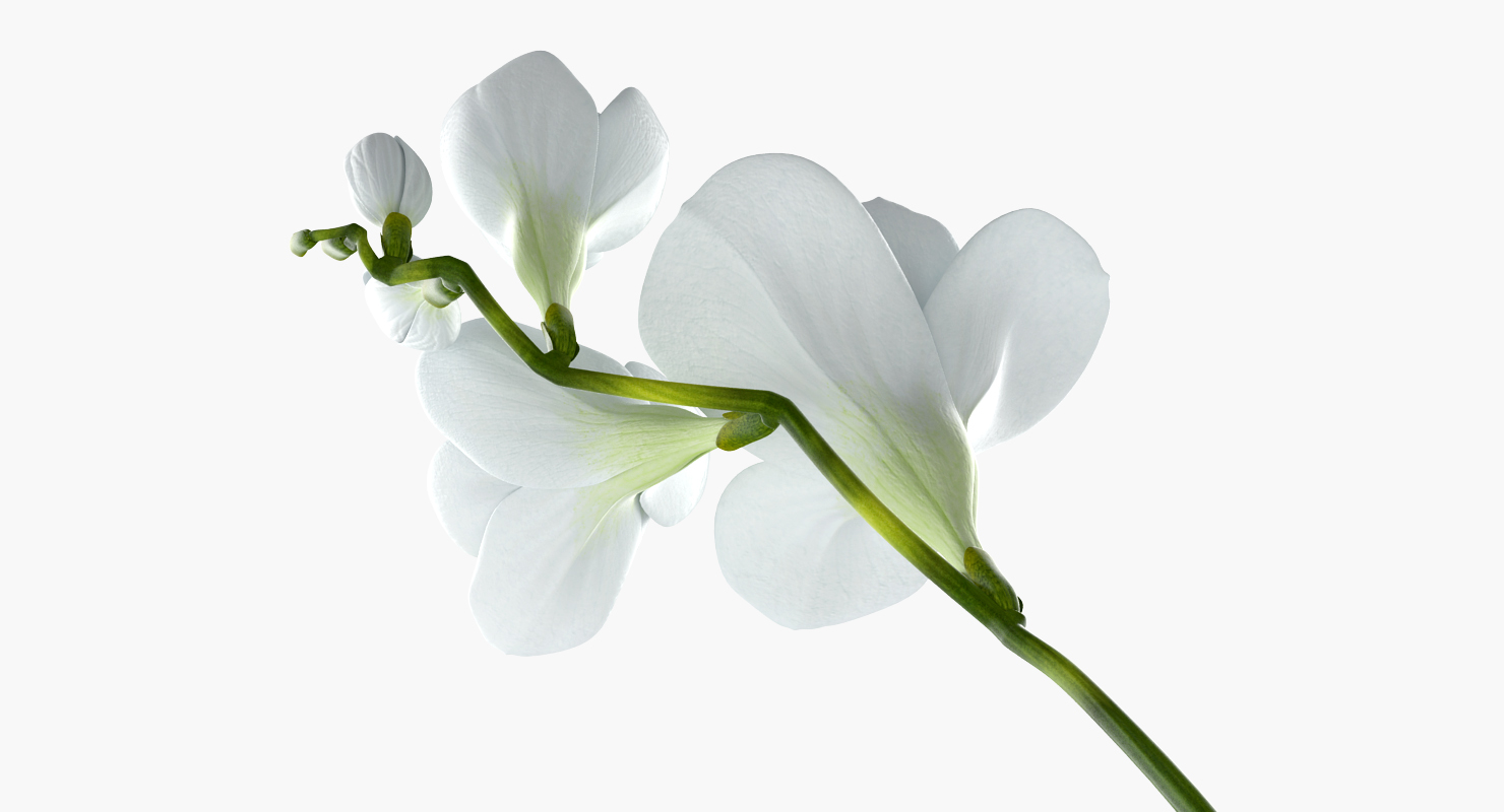 3D model White Freesia Flower