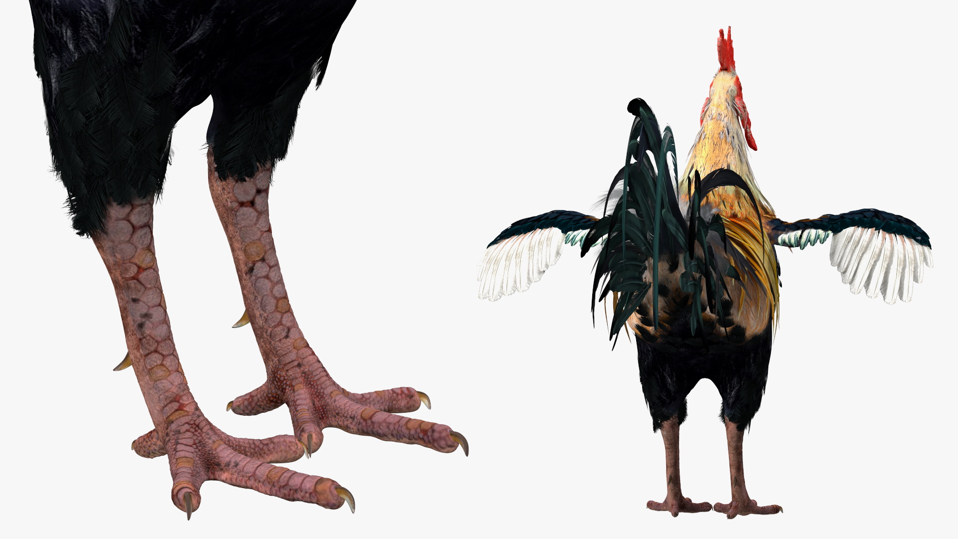 3D model Rainbow Rooster Cock