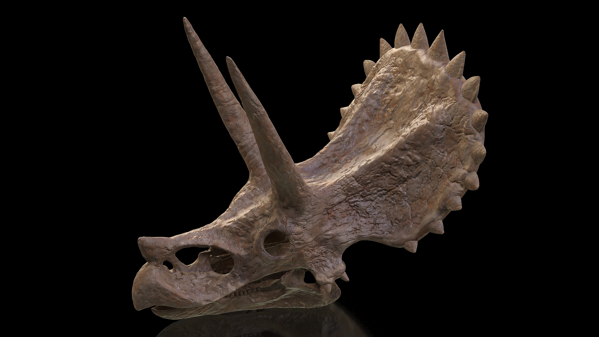 Triceratops Skull Fossil 3D model