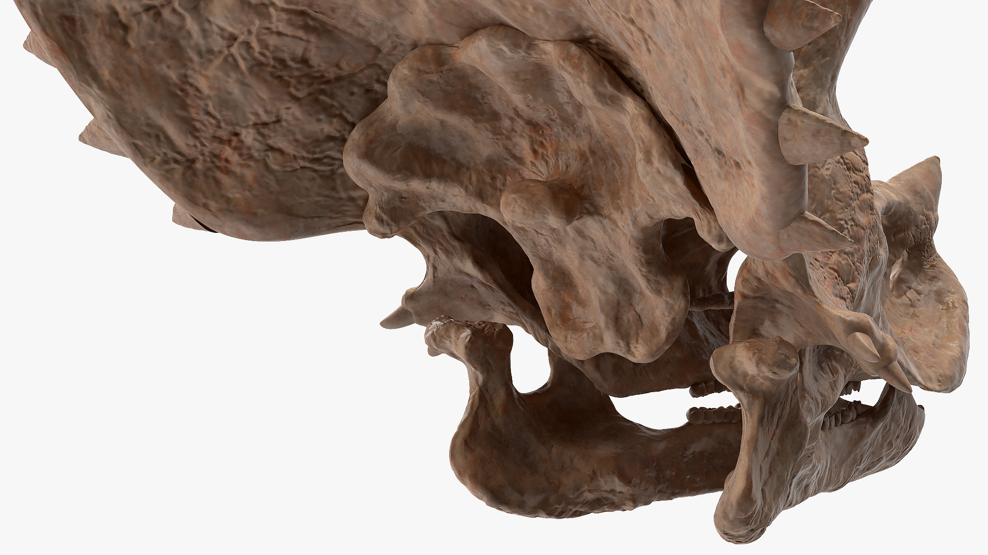 Triceratops Skull Fossil 3D model