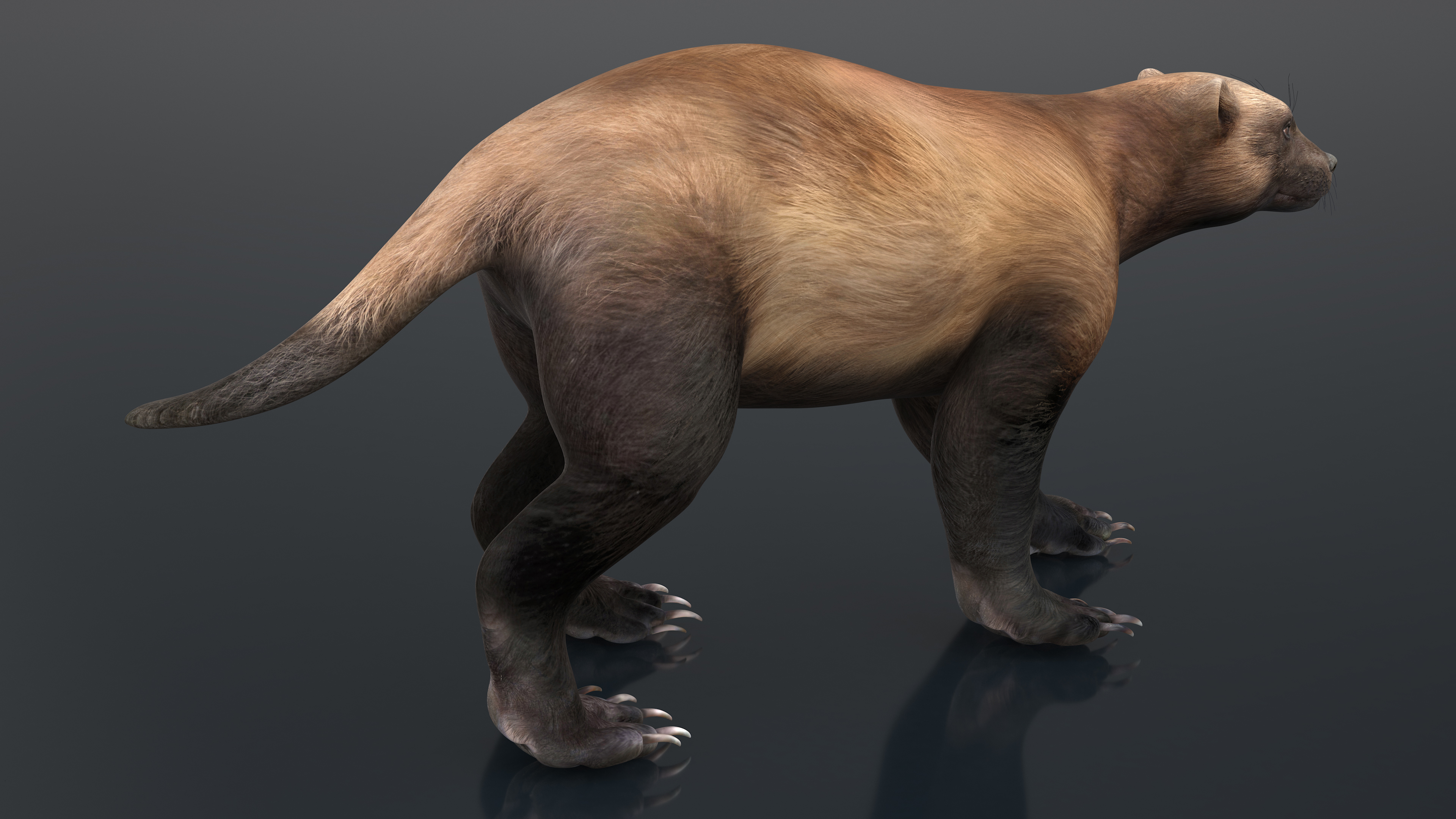 3D Wolverine Dark Color Walking Pose model