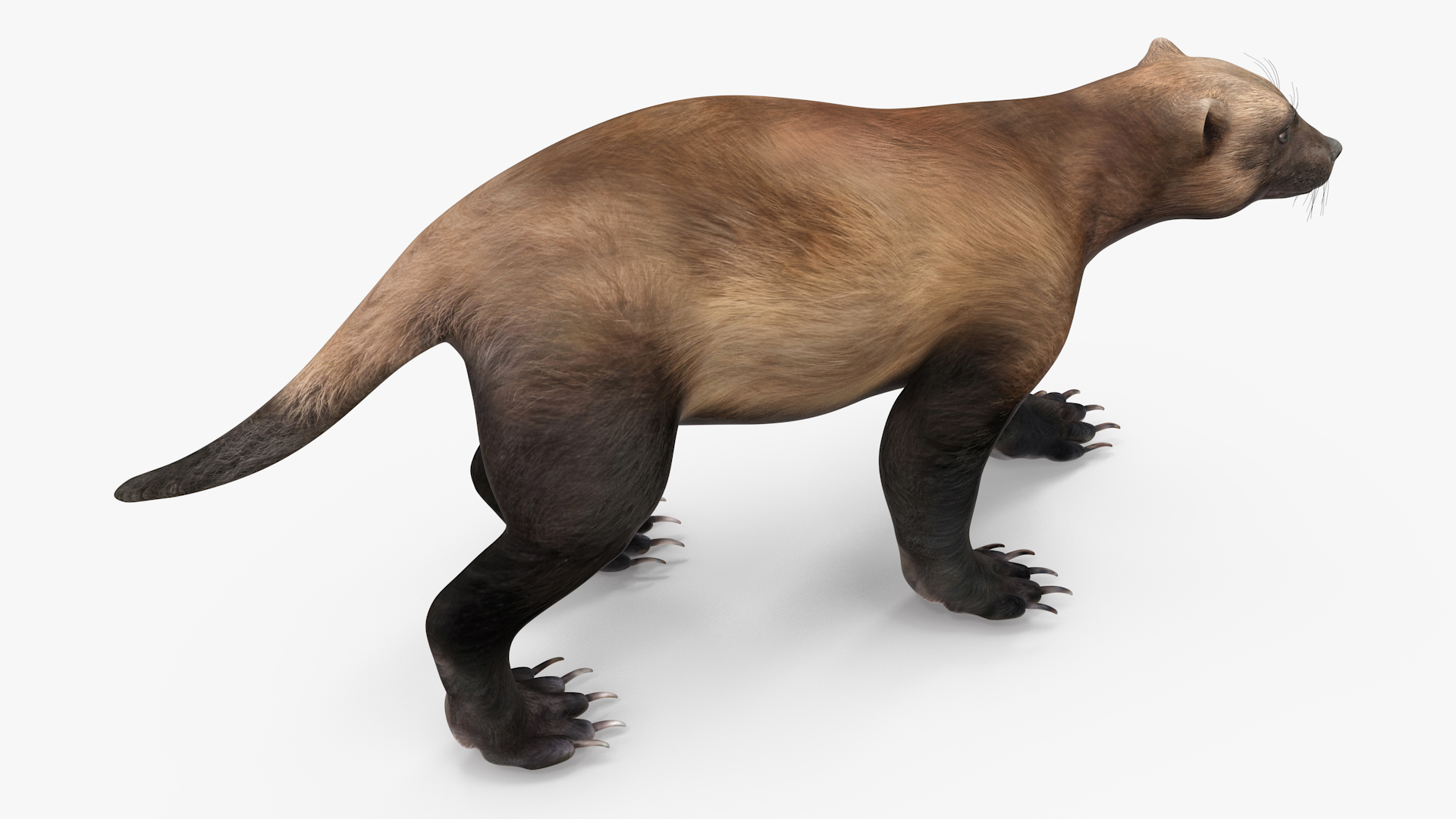 3D Wolverine Dark Color Walking Pose model